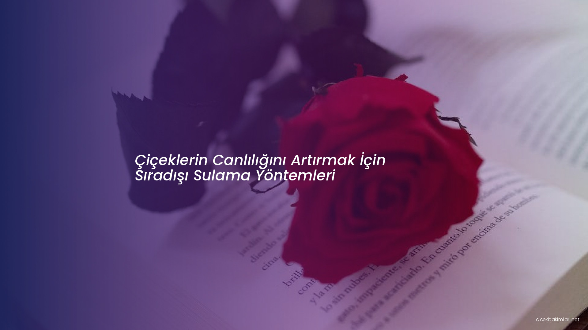 Çiçeklerin Canlılığını Artırmak İçin Sıradışı Sulama Yöntemleri