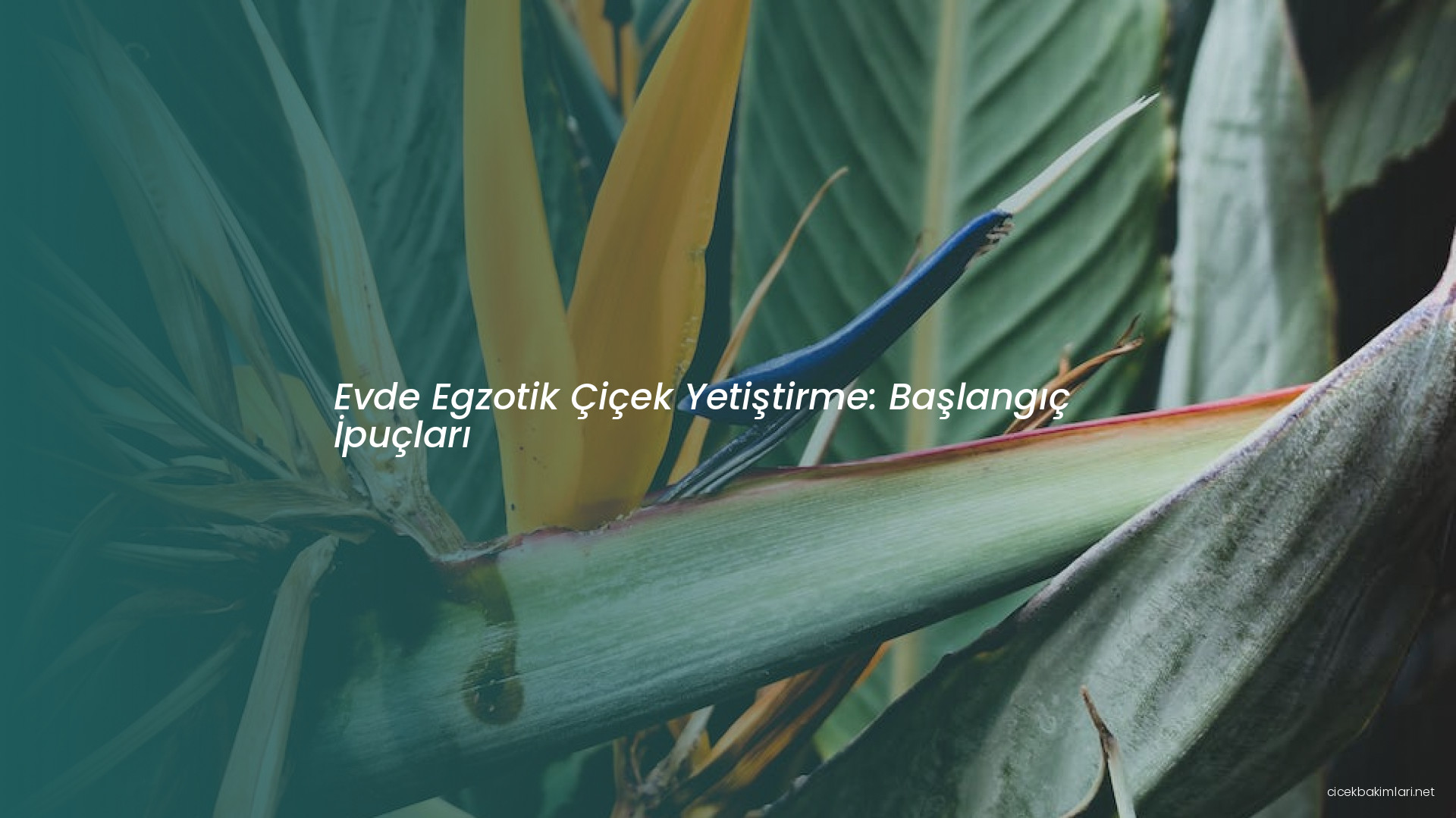 Evde Egzotik Çiçek Yetiştirme: Başlangıç İpuçları