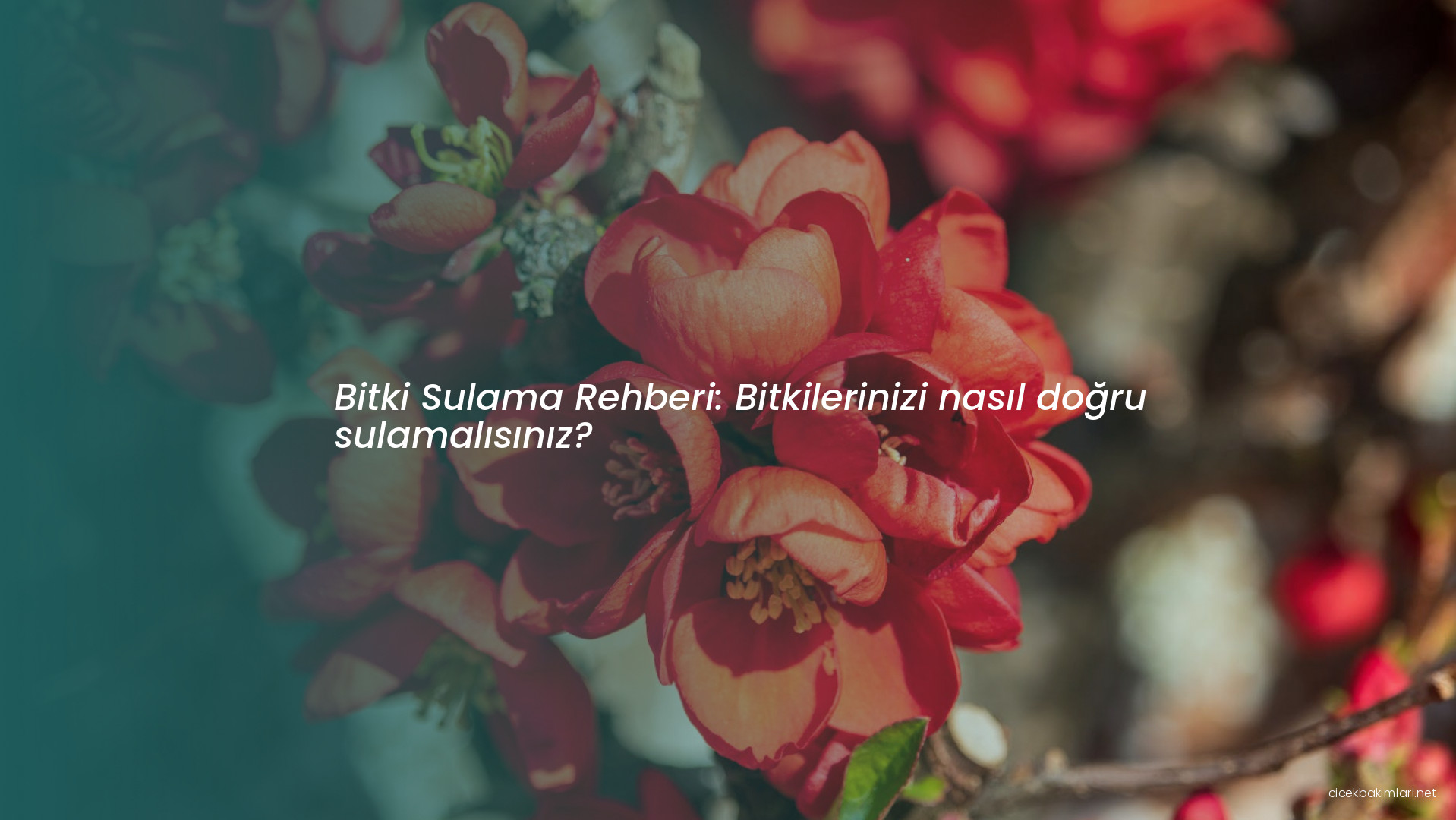 Bitki Sulama Rehberi: Bitkilerinizi nasıl doğru sulamalısınız?