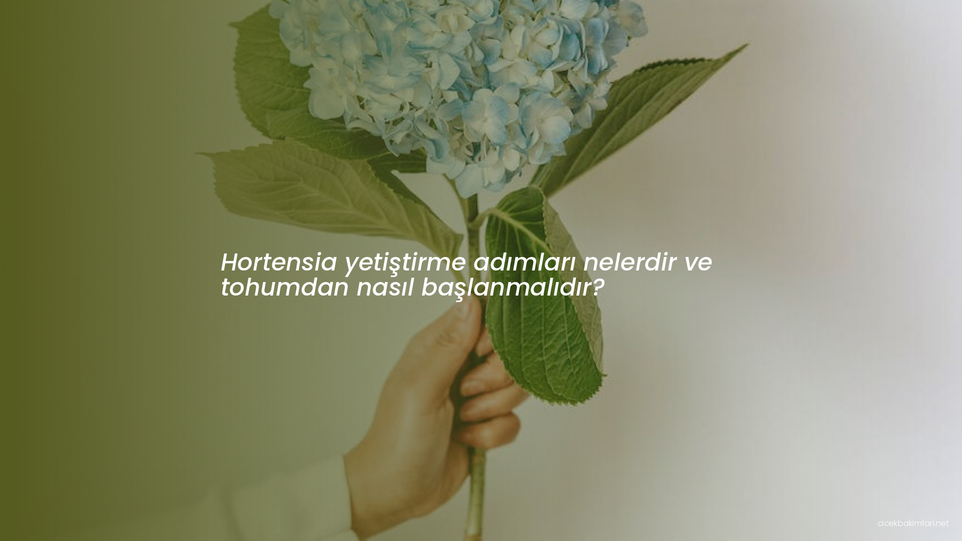 Hortensia yetiştirme adımları nelerdir ve tohumdan nasıl başlanmalıdır?