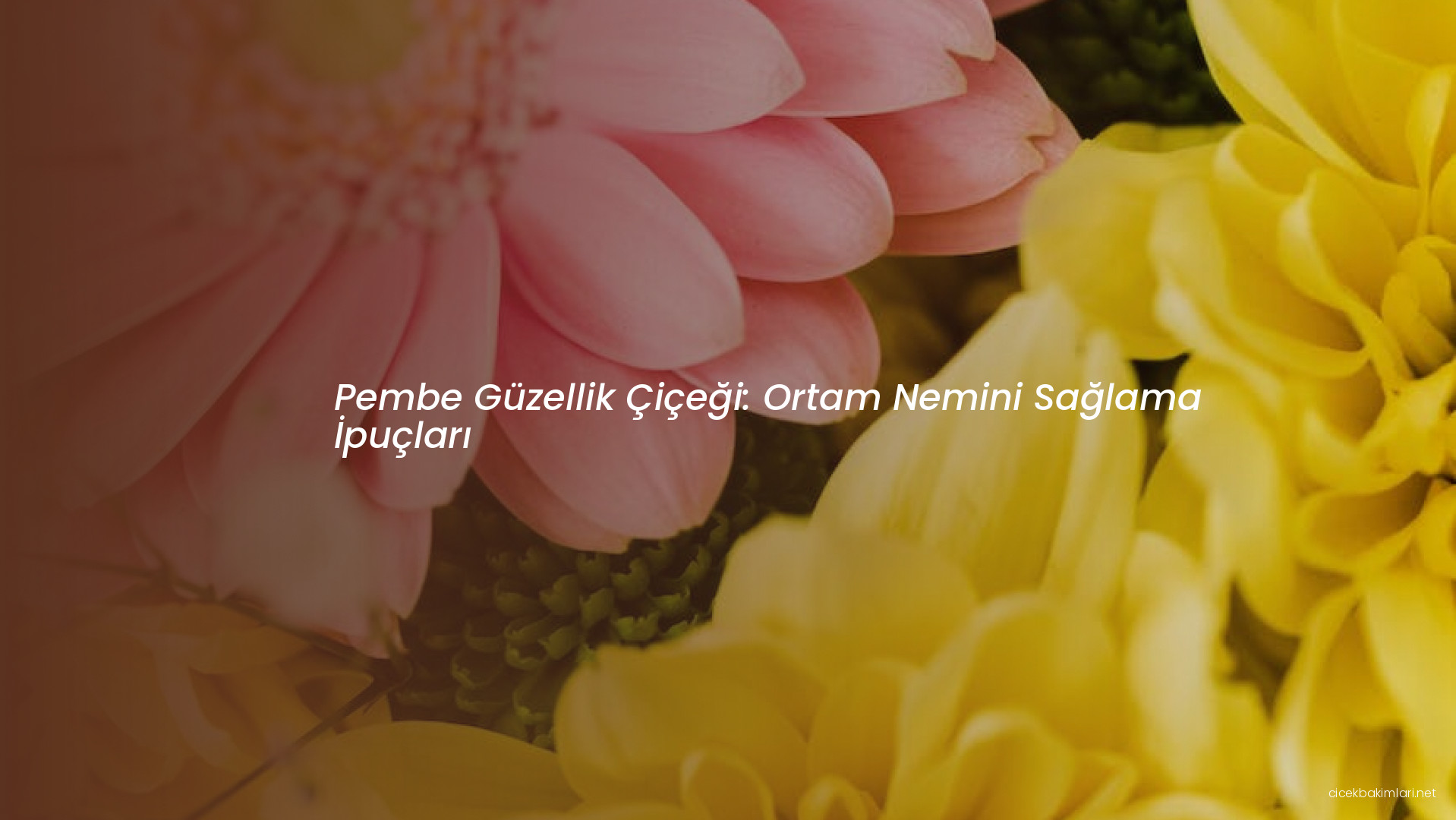 Pembe Güzellik Çiçeği: Ortam Nemini Sağlama İpuçları
