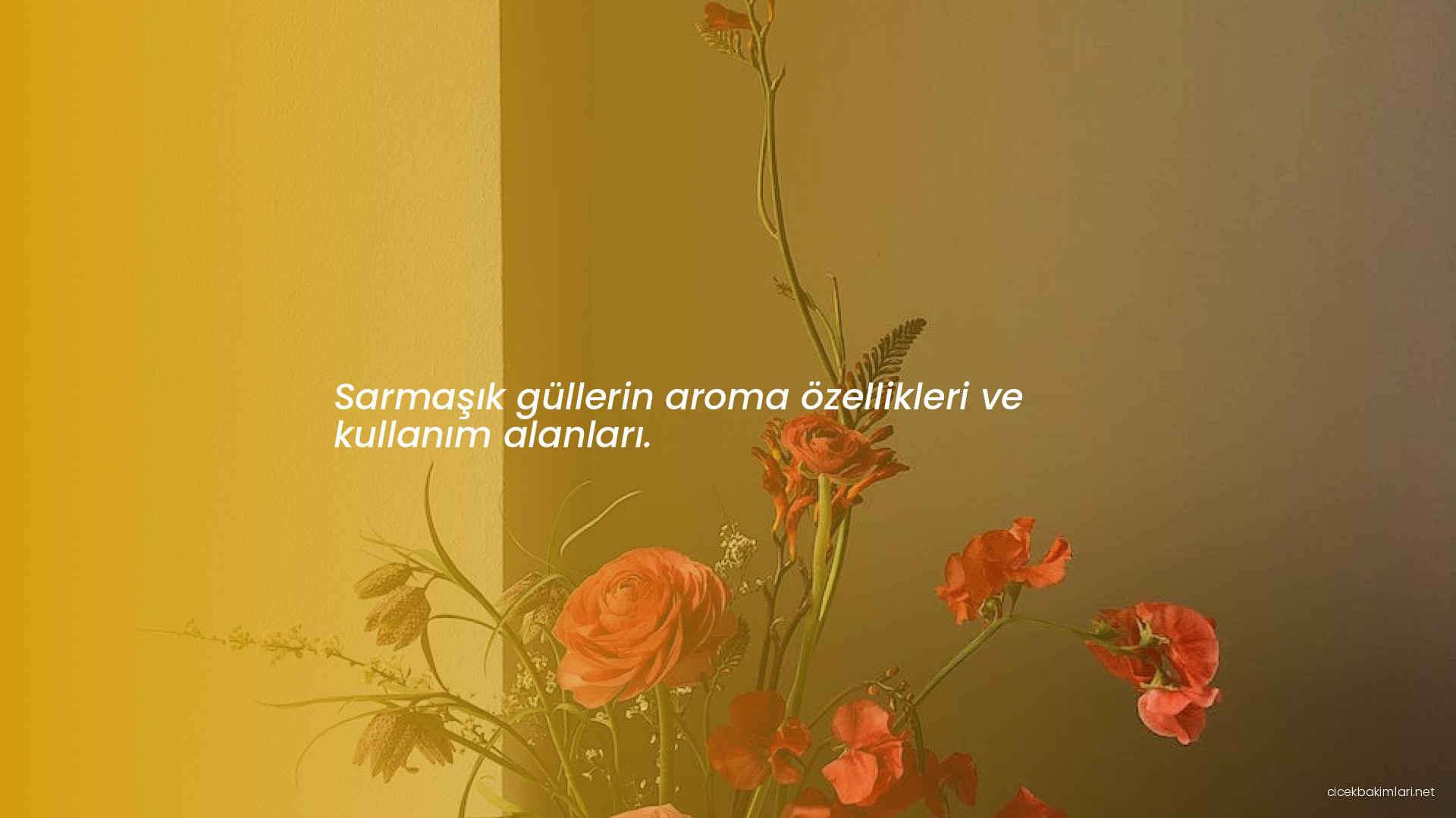 Sarmaşık güllerin aroma özellikleri ve kullanım alanları.