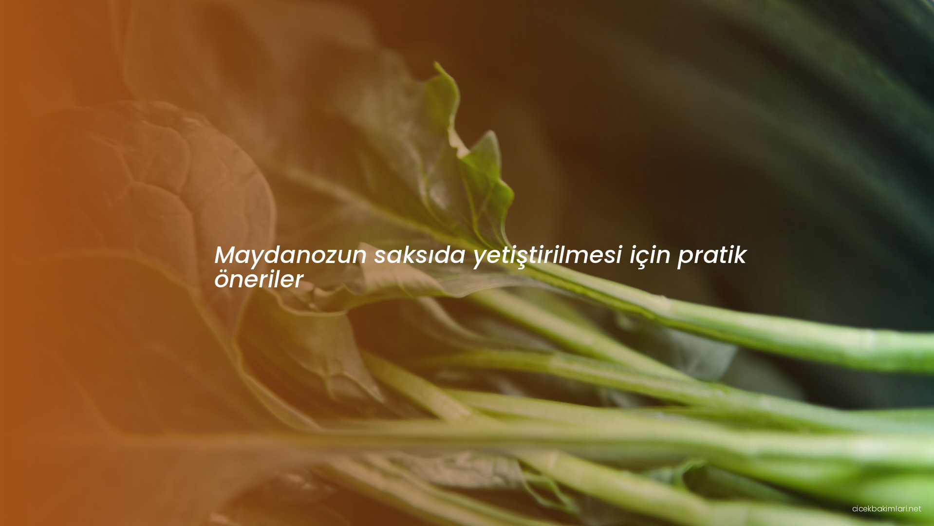 Maydanozun saksıda yetiştirilmesi için pratik öneriler