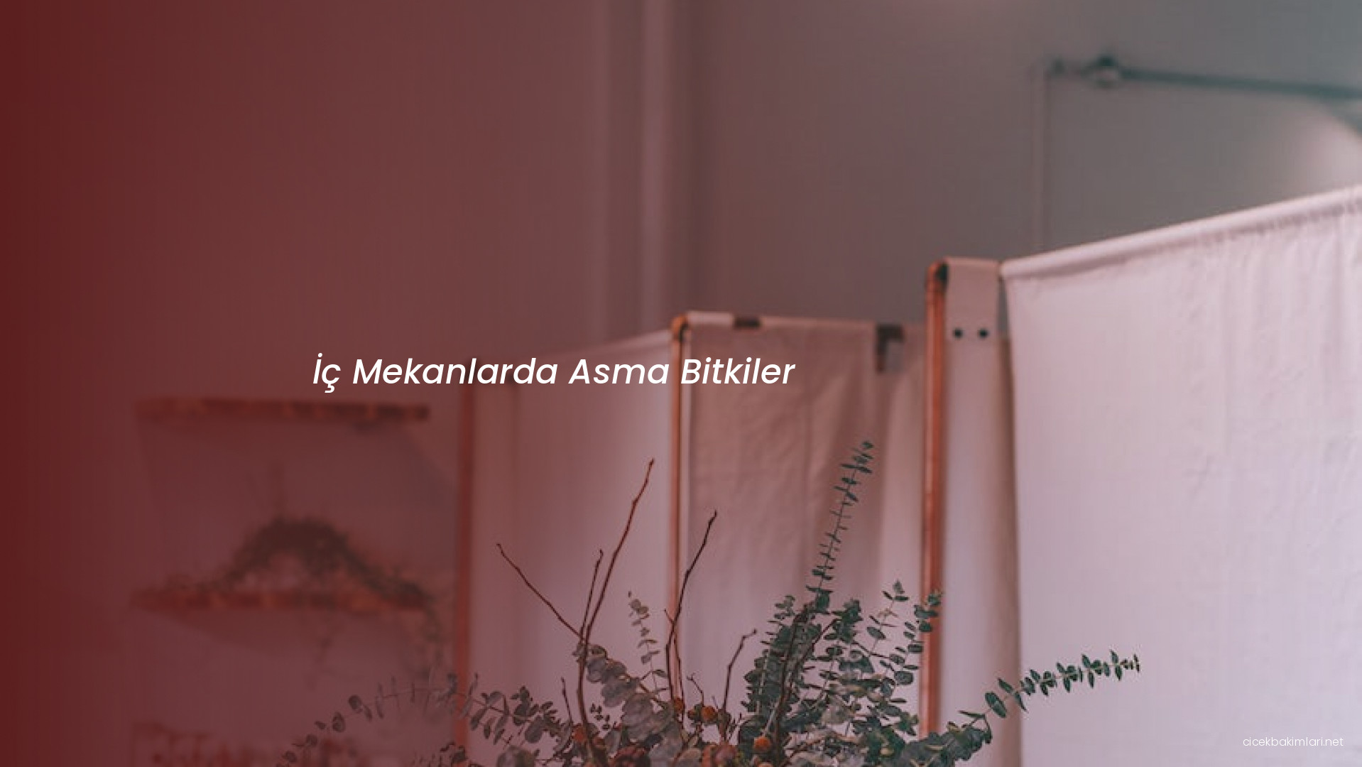 İç Mekanlarda Asma Bitkiler