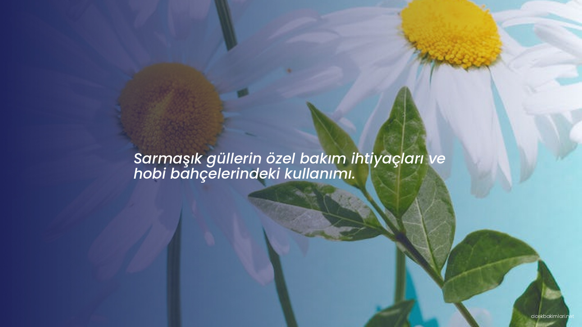 Sarmaşık güllerin özel bakım ihtiyaçları ve hobi bahçelerindeki kullanımı.