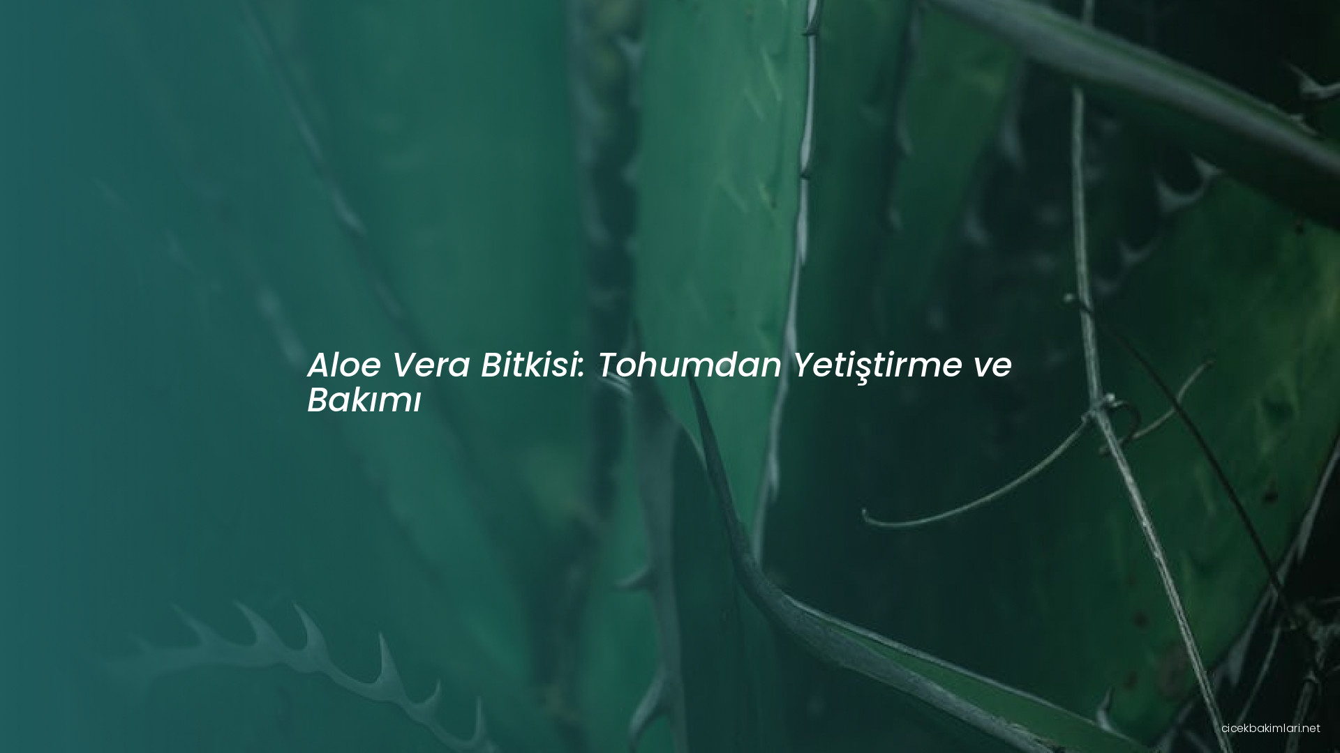 Aloe Vera Bitkisi: Tohumdan Yetiştirme ve Bakımı
