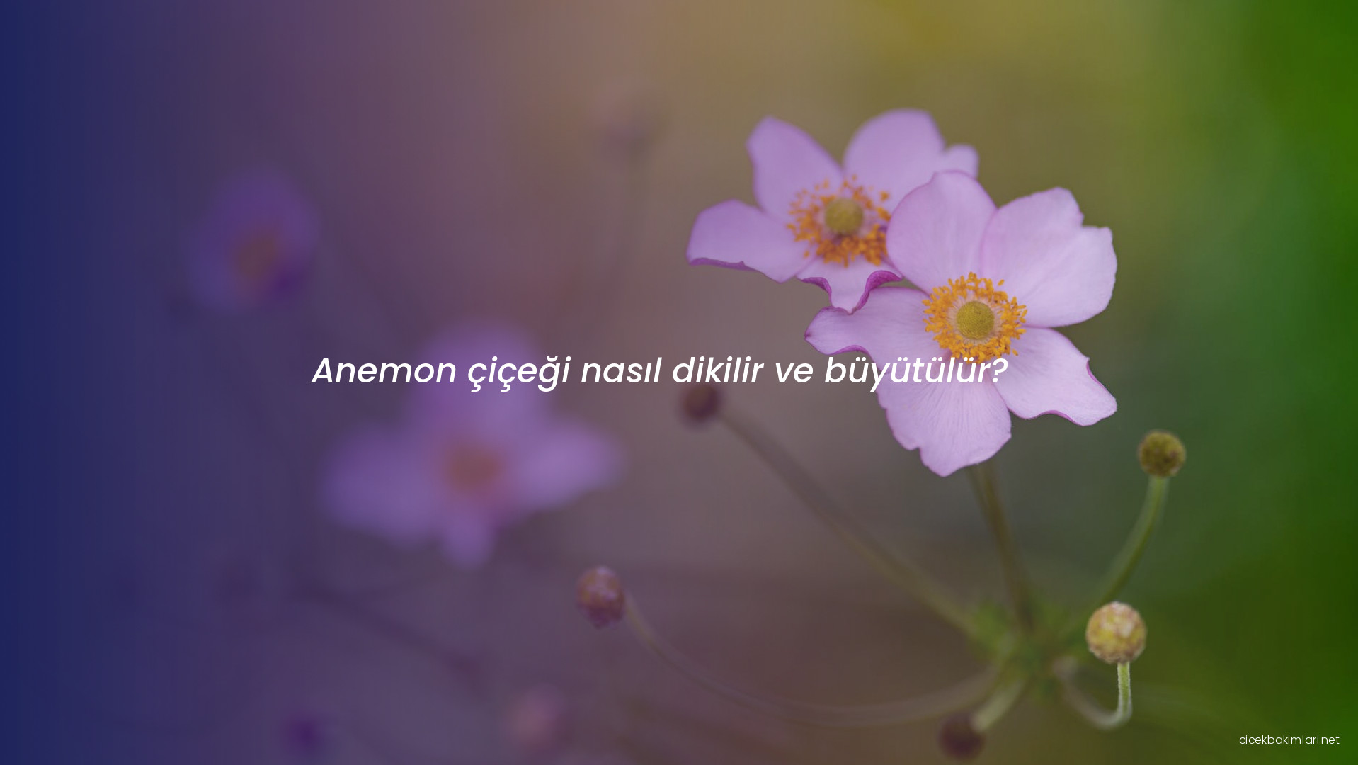 Anemon çiçeği nasıl dikilir ve büyütülür?
