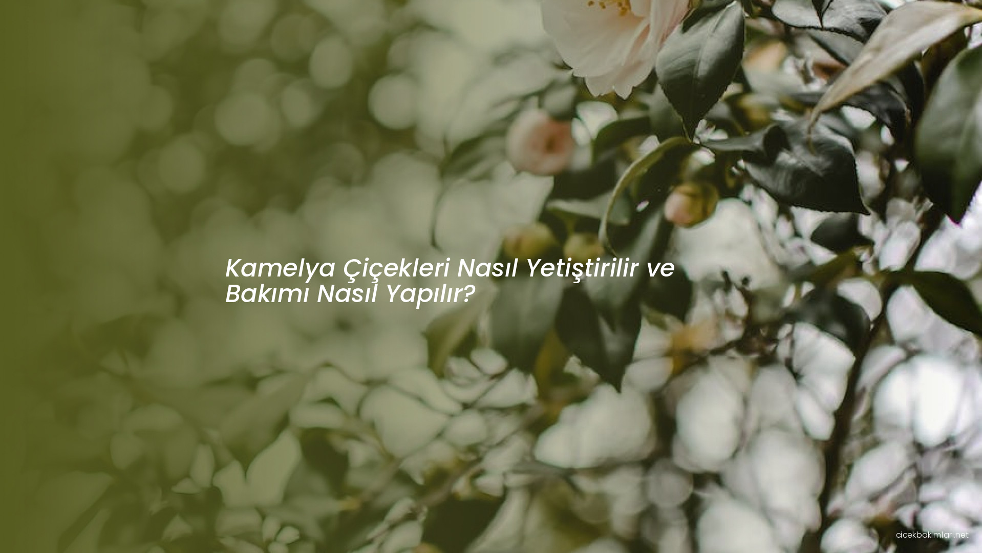 Kamelya Çiçekleri Nasıl Yetiştirilir ve Bakımı Nasıl Yapılır?
