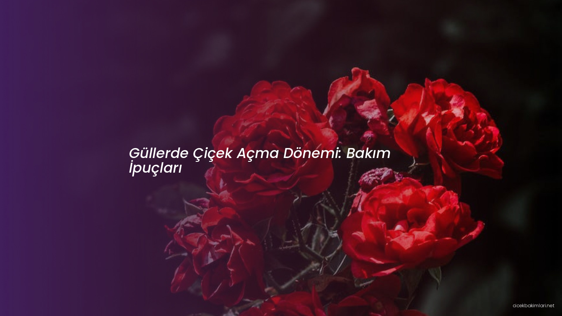 Güllerde Çiçek Açma Dönemi: Bakım İpuçları