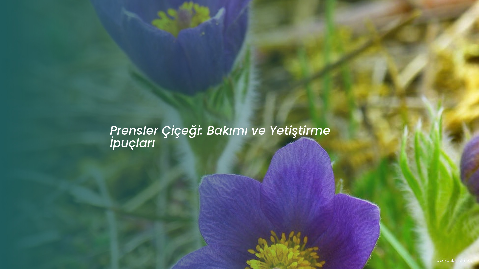 Prensler Çiçeği: Bakımı ve Yetiştirme İpuçları