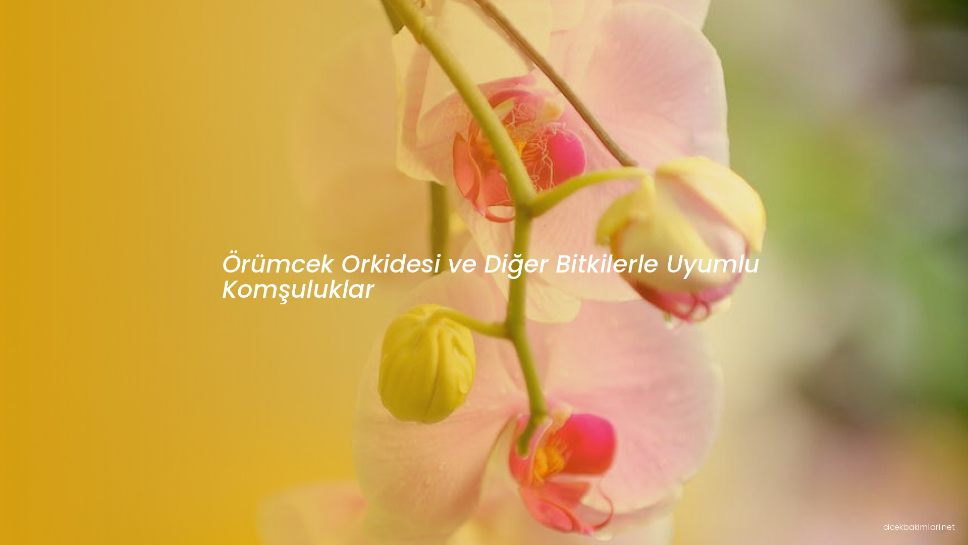 Örümcek Orkidesi ve Diğer Bitkilerle Uyumlu Komşuluklar