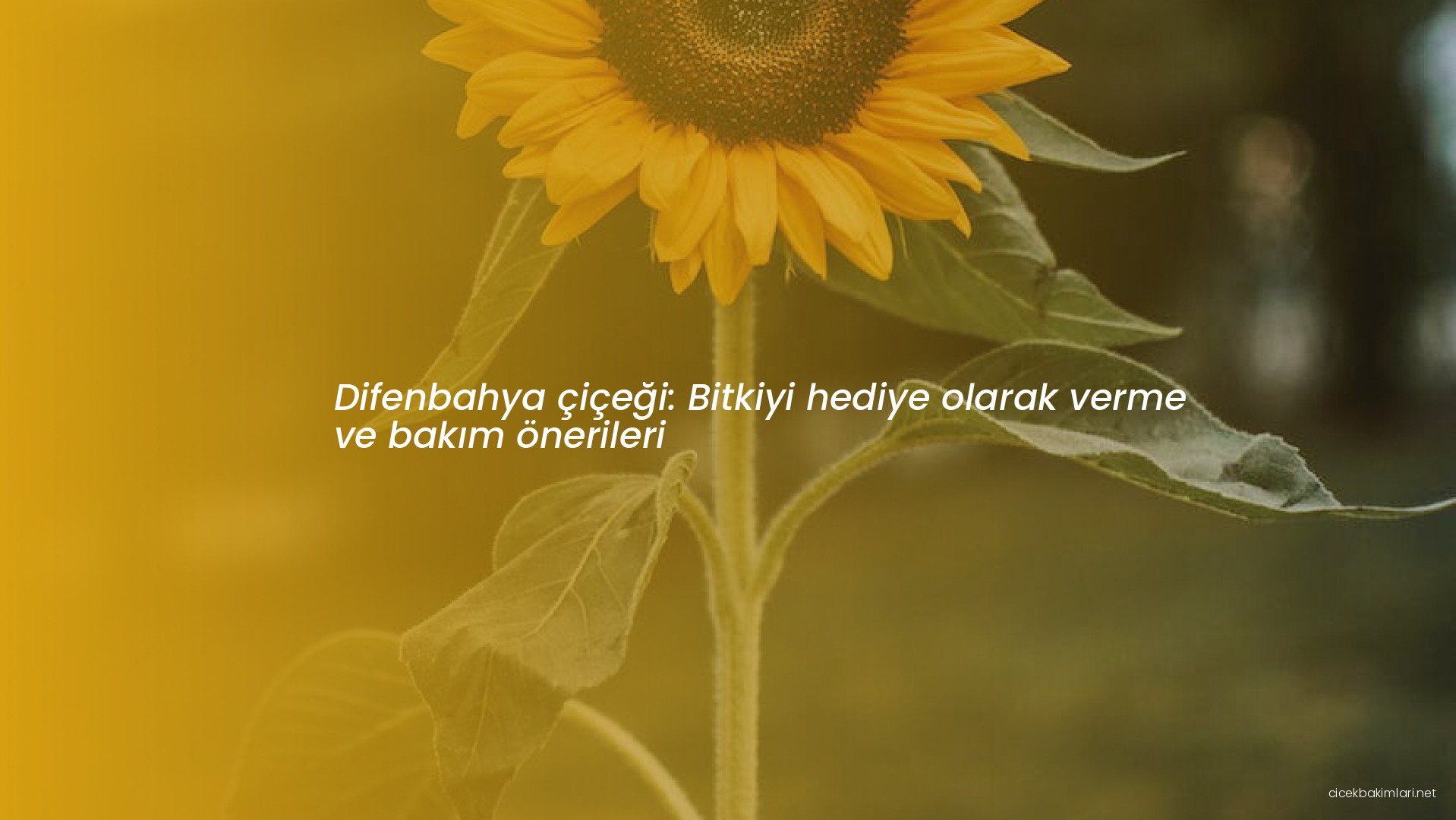 Difenbahya çiçeği: Bitkiyi hediye olarak verme ve bakım önerileri