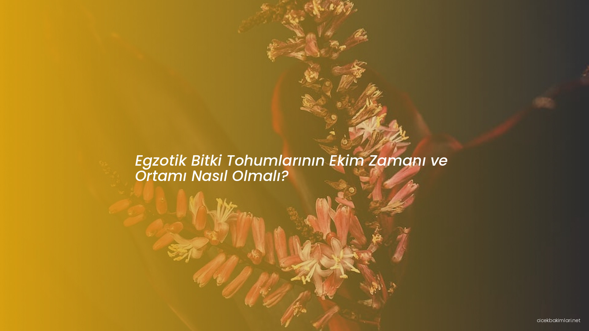 Egzotik Bitki Tohumlarının Ekim Zamanı ve Ortamı Nasıl Olmalı?