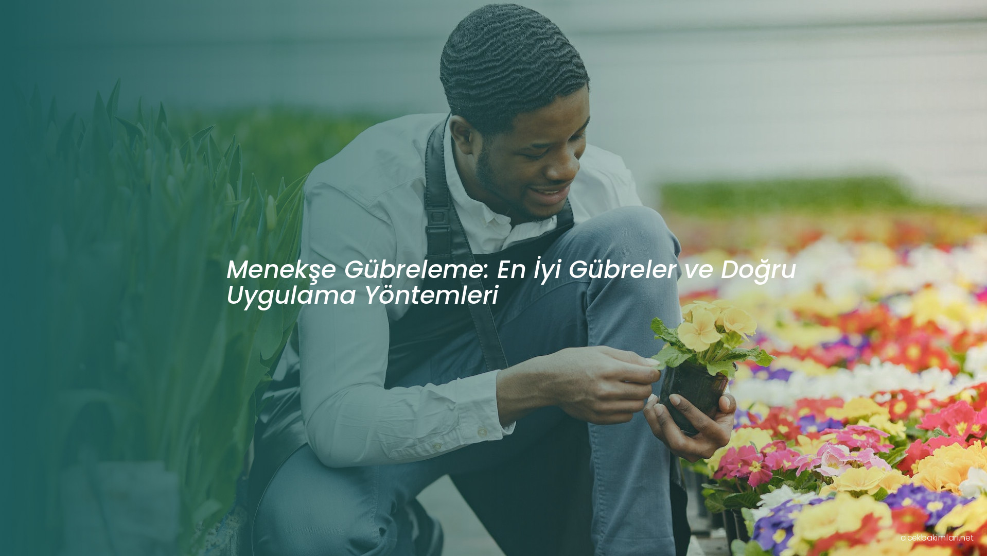 Menekşe Gübreleme: En İyi Gübreler ve Doğru Uygulama Yöntemleri