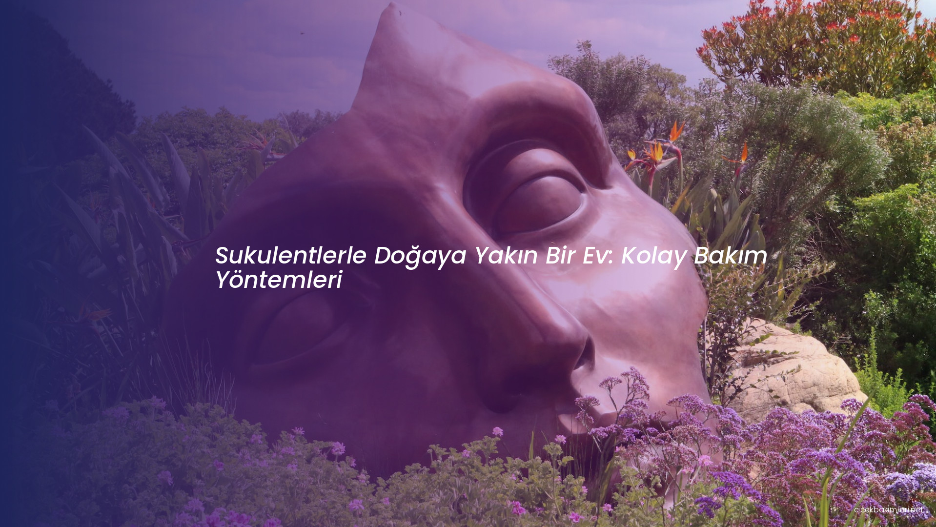 Sukulentlerle Doğaya Yakın Bir Ev: Kolay Bakım Yöntemleri