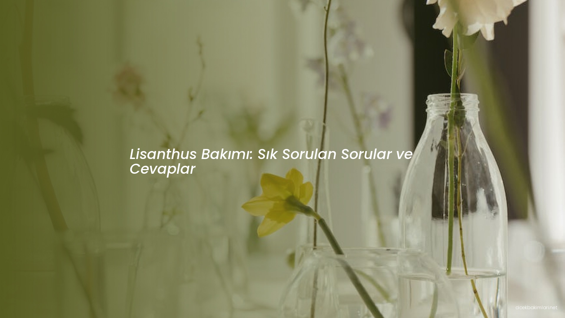 Lisanthus Bakımı: Sık Sorulan Sorular ve Cevaplar
