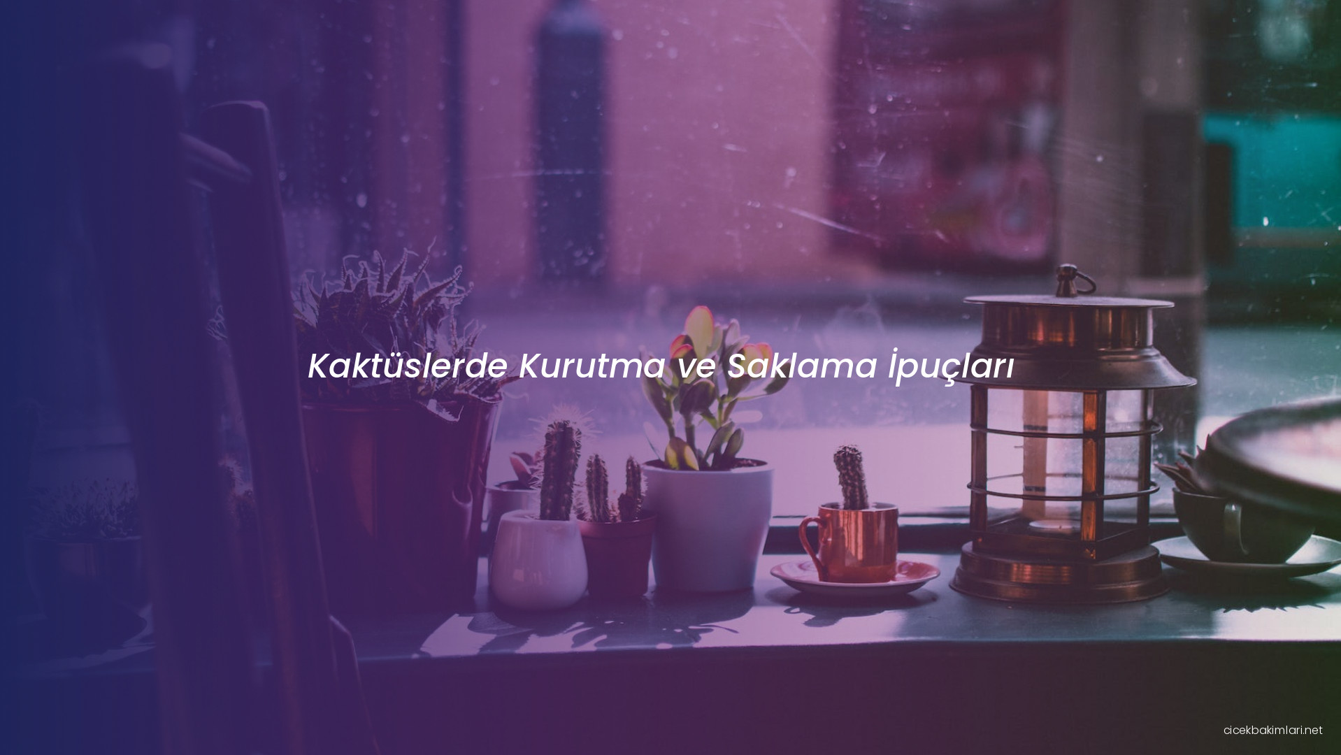 Kaktüslerde Kurutma ve Saklama İpuçları