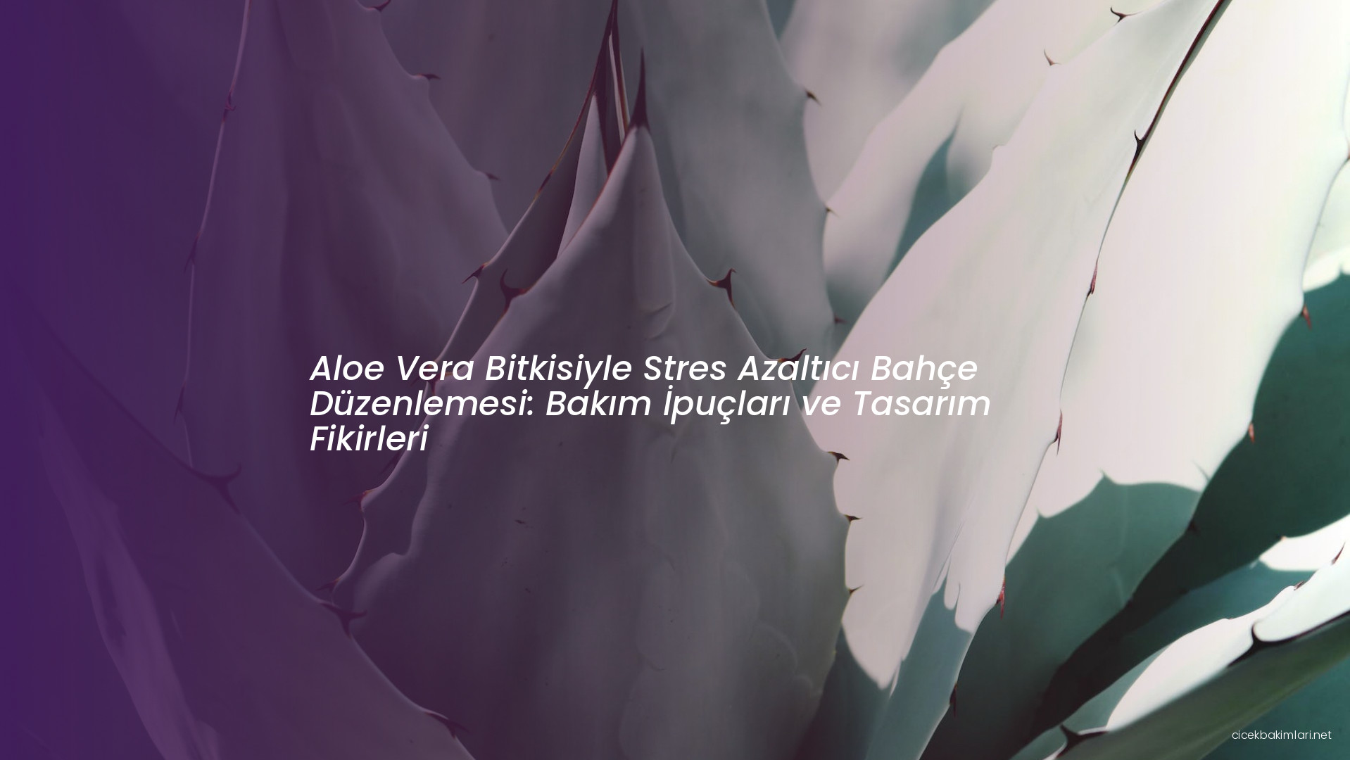 Aloe Vera Bitkisiyle Stres Azaltıcı Bahçe Düzenlemesi: Bakım İpuçları ve Tasarım Fikirleri