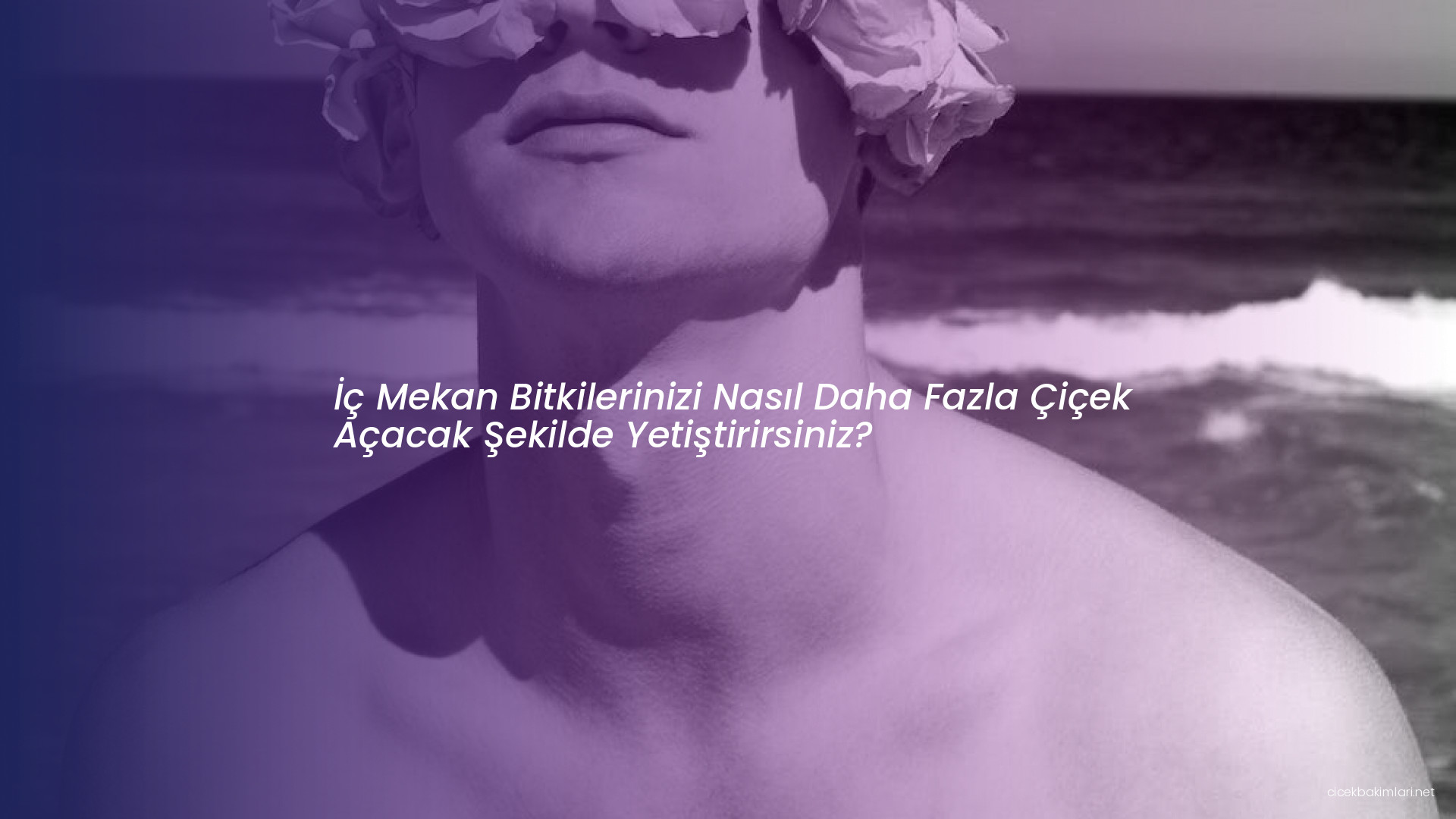 İç Mekan Bitkilerinizi Nasıl Daha Fazla Çiçek Açacak Şekilde Yetiştirirsiniz?