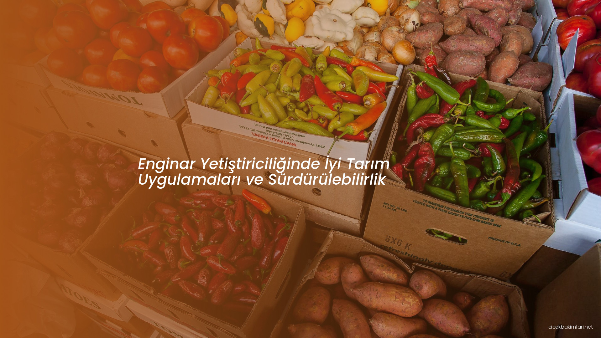 Enginar Yetiştiriciliğinde İyi Tarım Uygulamaları ve Sürdürülebilirlik