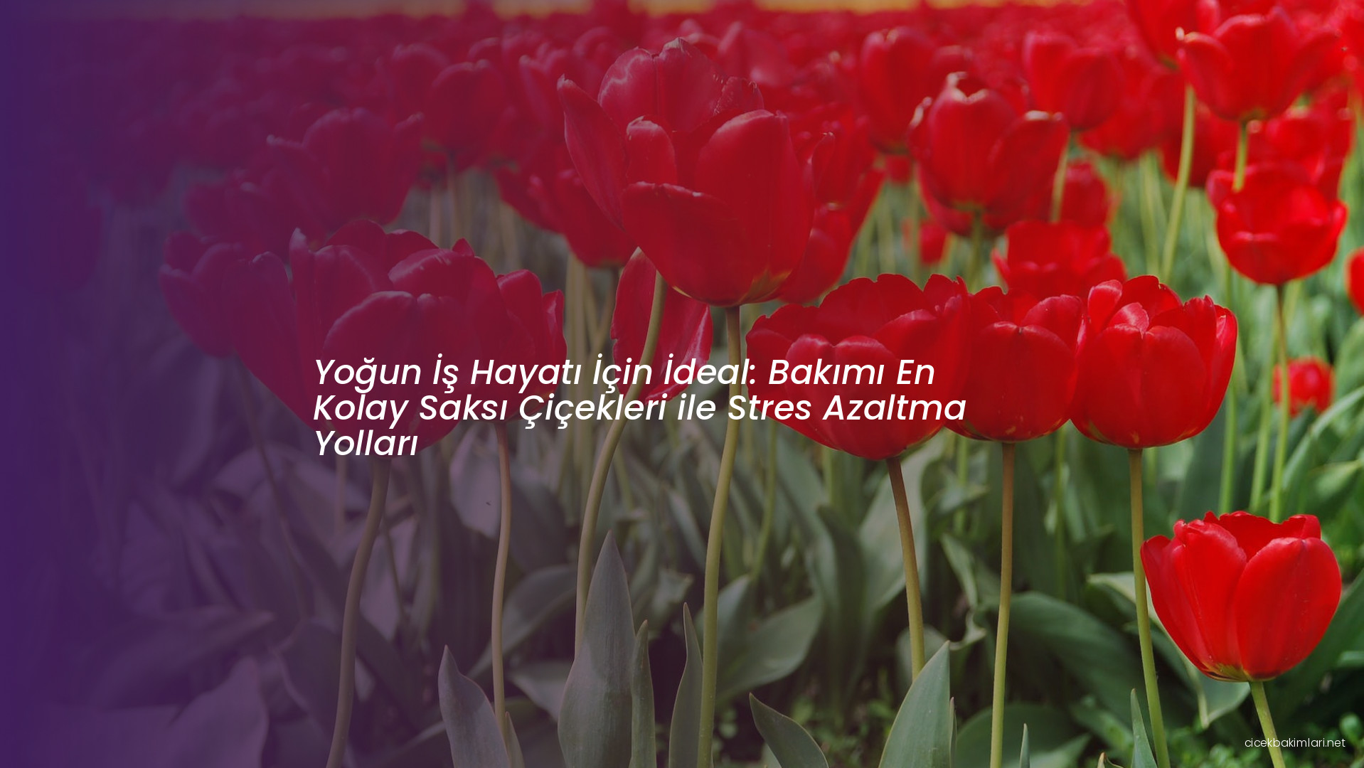 Yoğun İş Hayatı İçin İdeal: Bakımı En Kolay Saksı Çiçekleri ile Stres Azaltma Yolları