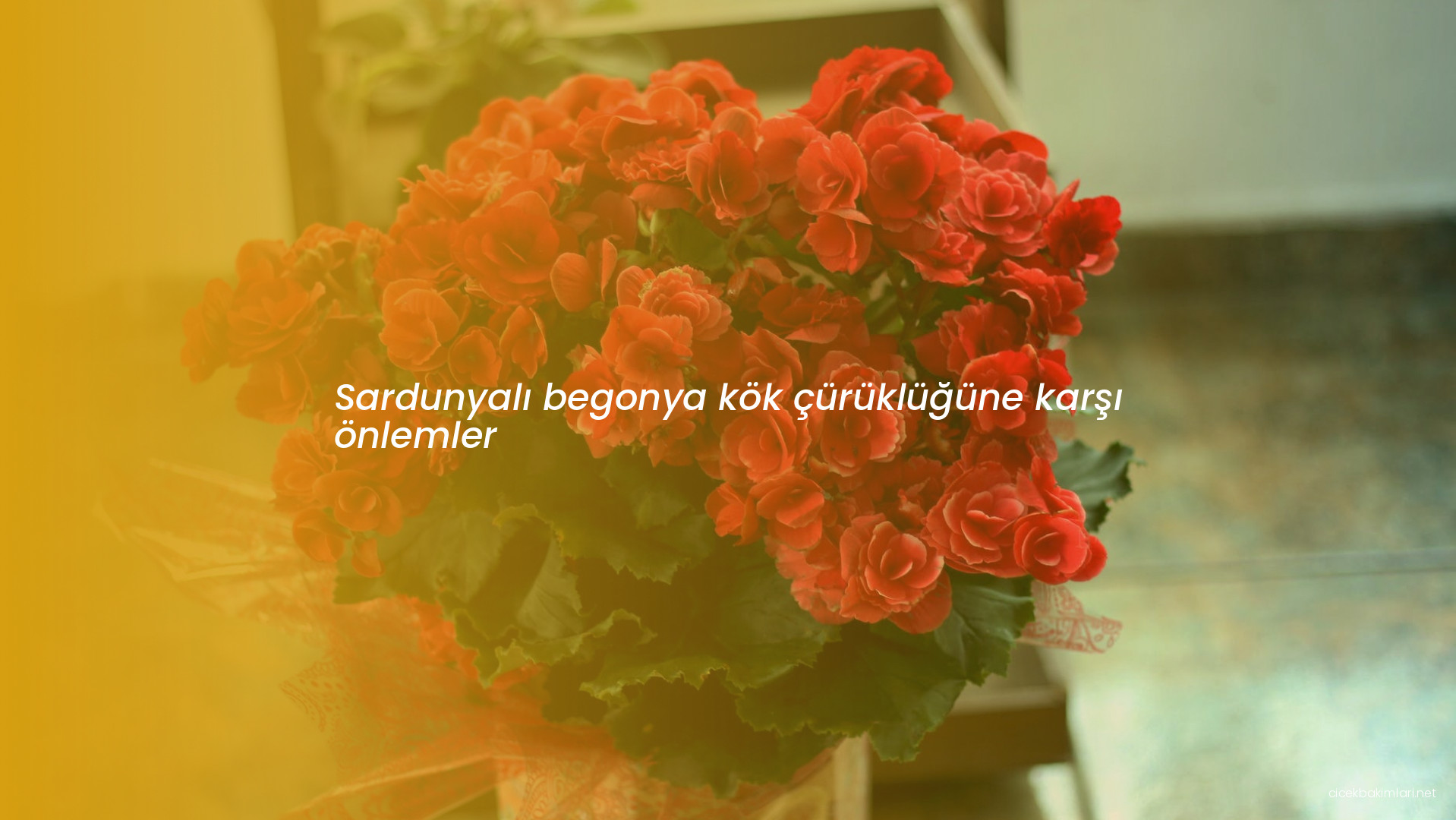 Sardunyalı begonya kök çürüklüğüne karşı önlemler