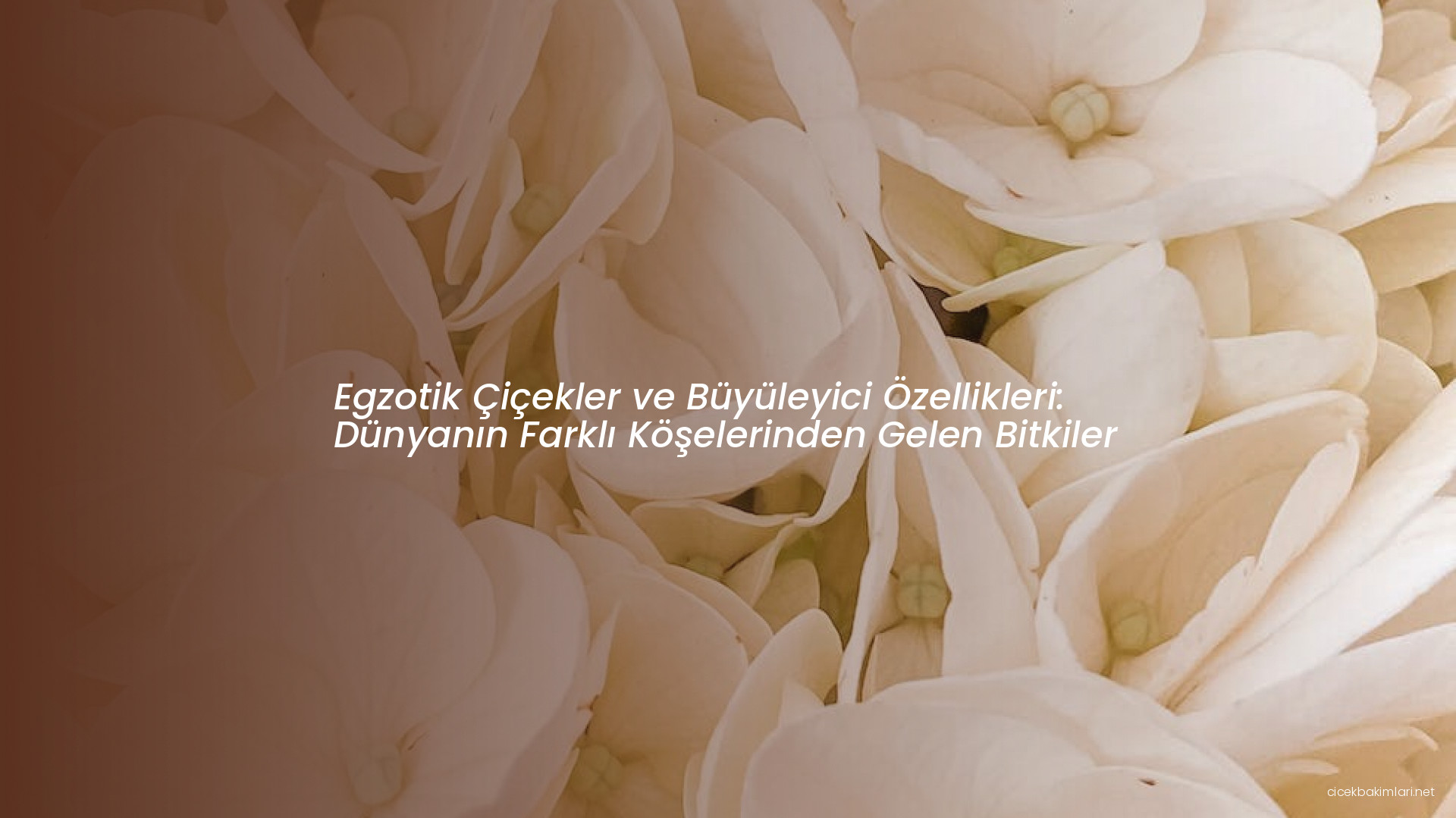 Egzotik Çiçekler ve Büyüleyici Özellikleri: Dünyanın Farklı Köşelerinden Gelen Bitkiler
