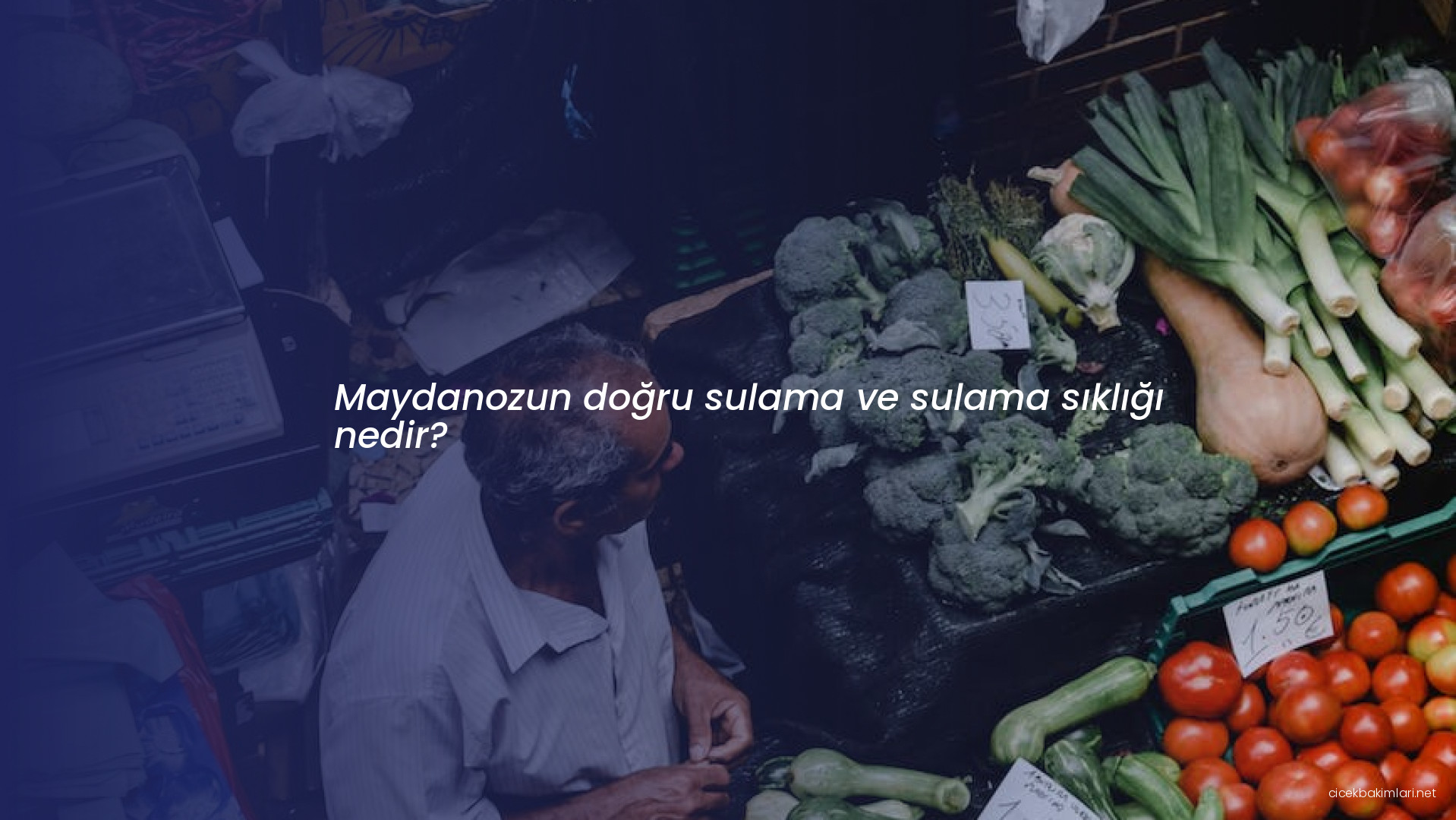 Maydanozun doğru sulama ve sulama sıklığı nedir?
