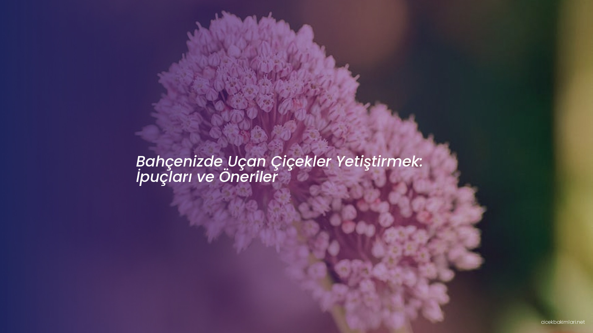 Bahçenizde Uçan Çiçekler Yetiştirmek: İpuçları ve Öneriler