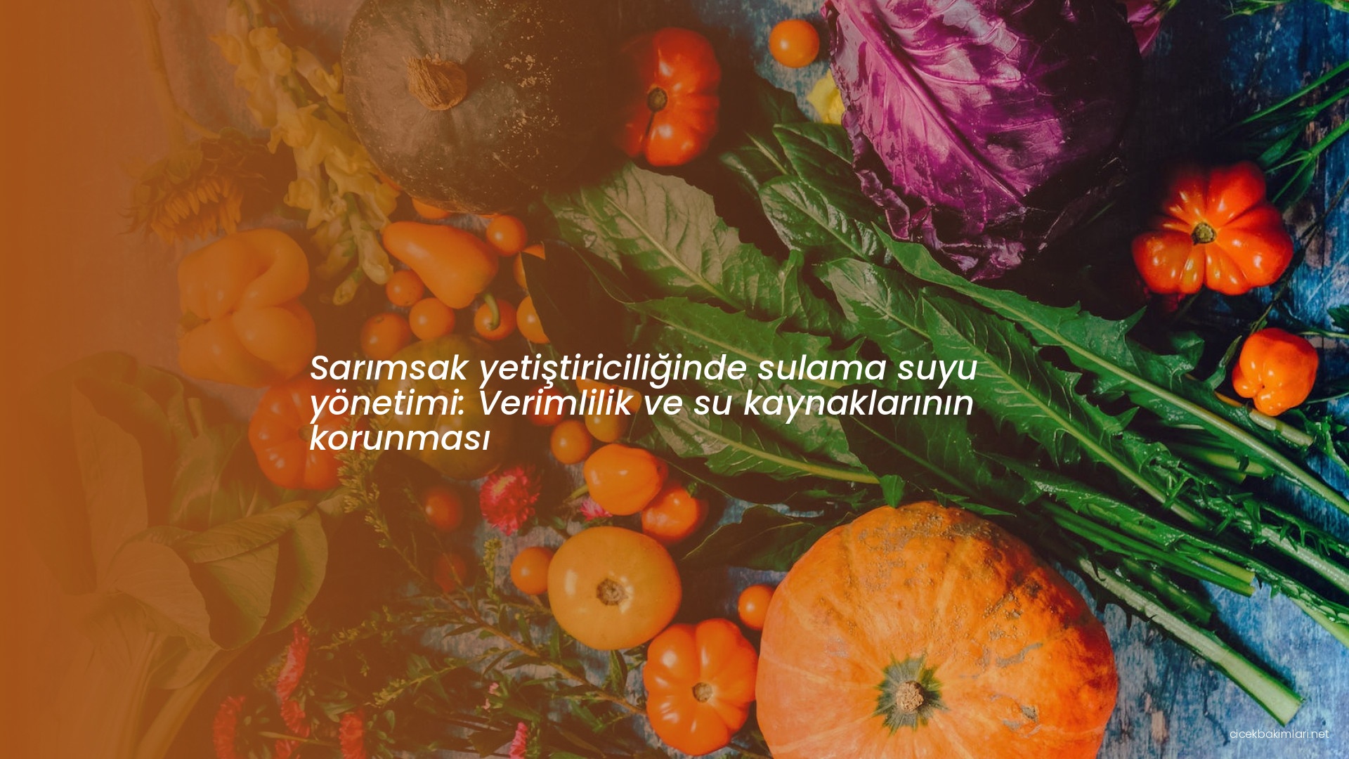 Sarımsak yetiştiriciliğinde sulama suyu yönetimi: Verimlilik ve su kaynaklarının korunması