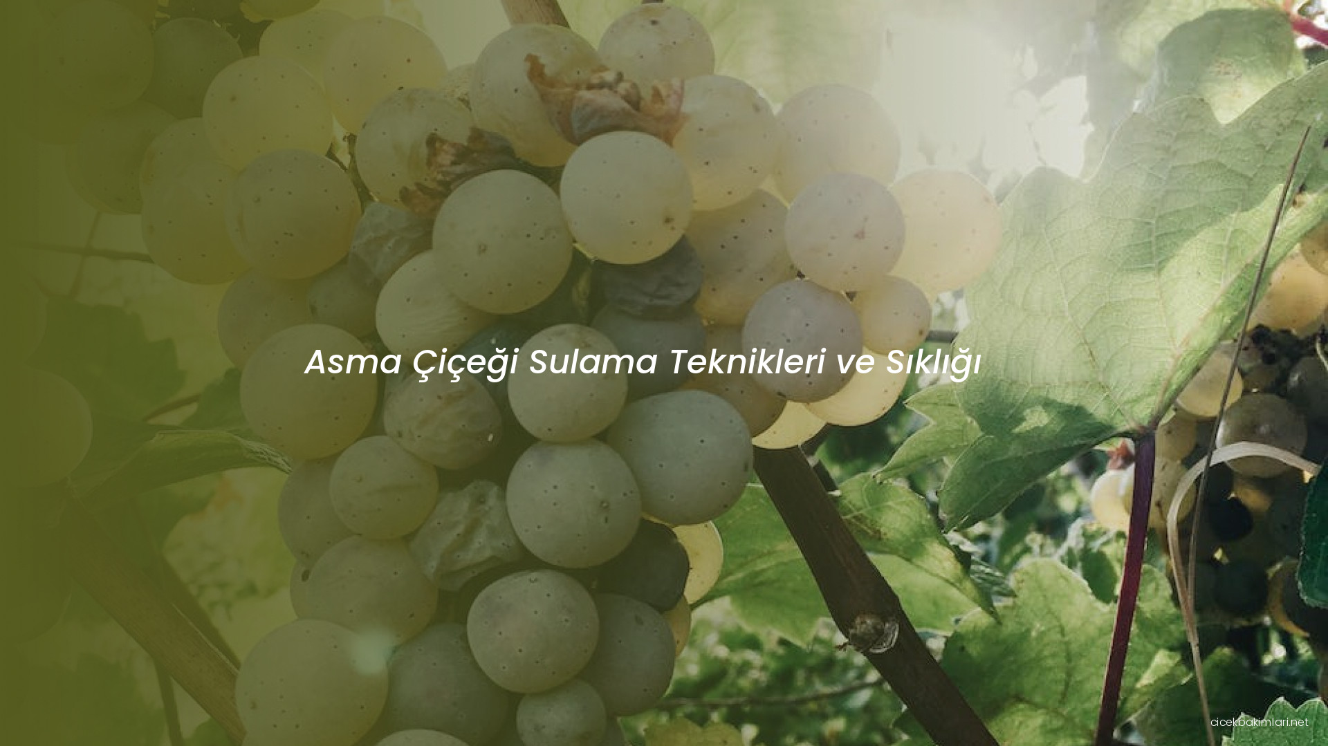 Asma Çiçeği Sulama Teknikleri ve Sıklığı