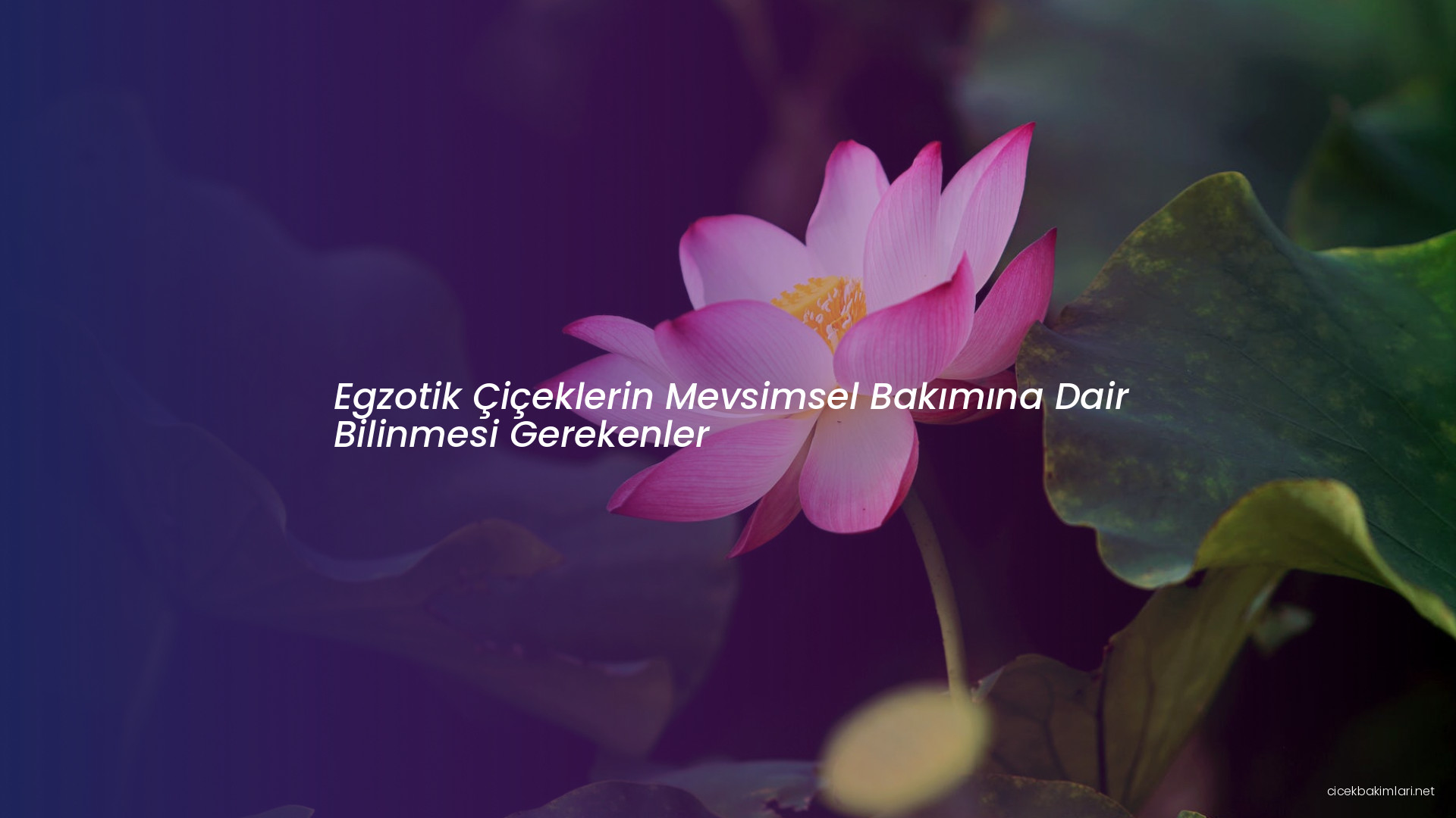 Egzotik Çiçeklerin Mevsimsel Bakımına Dair Bilinmesi Gerekenler