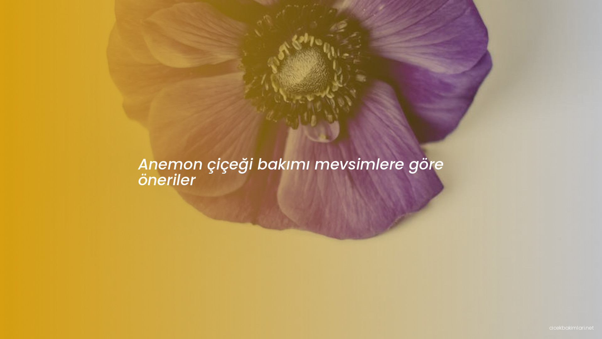 Anemon çiçeği bakımı mevsimlere göre öneriler