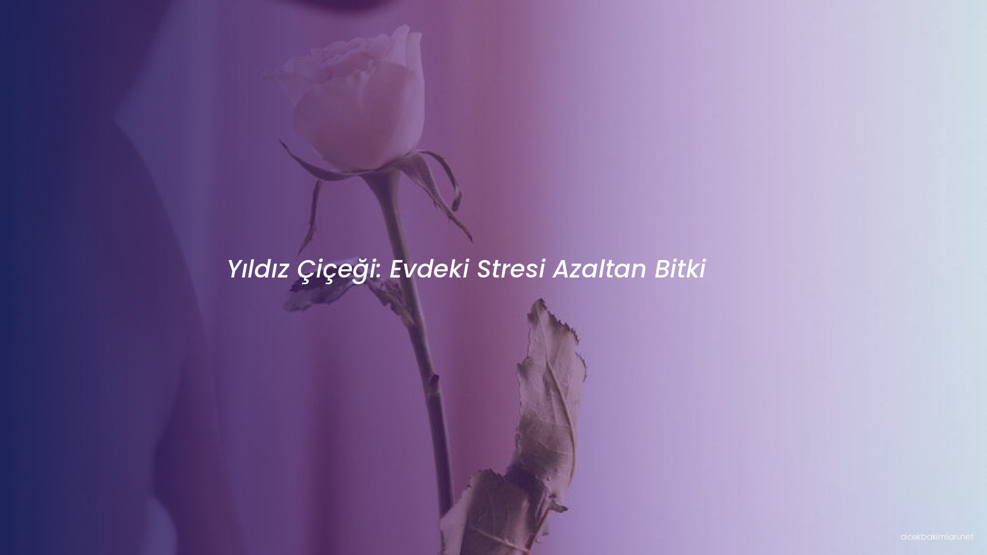 Yıldız Çiçeği: Evdeki Stresi Azaltan Bitki