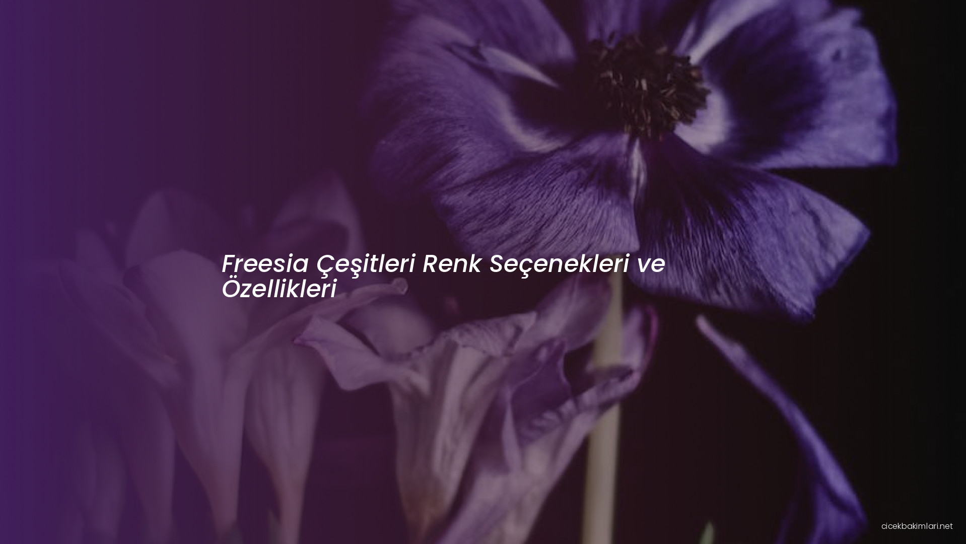 Freesia Çeşitleri Renk Seçenekleri ve Özellikleri