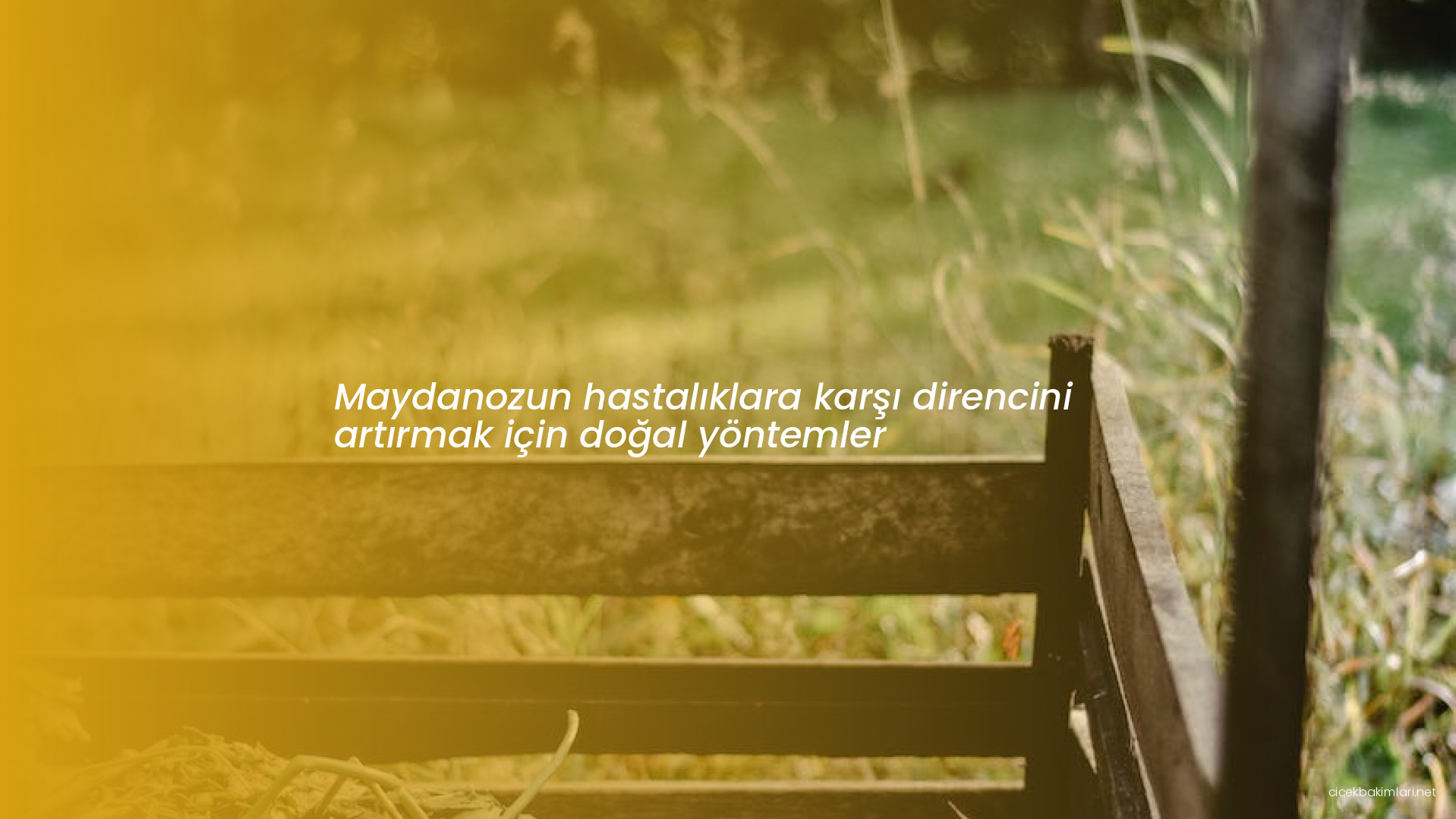 Maydanozun hastalıklara karşı direncini artırmak için doğal yöntemler