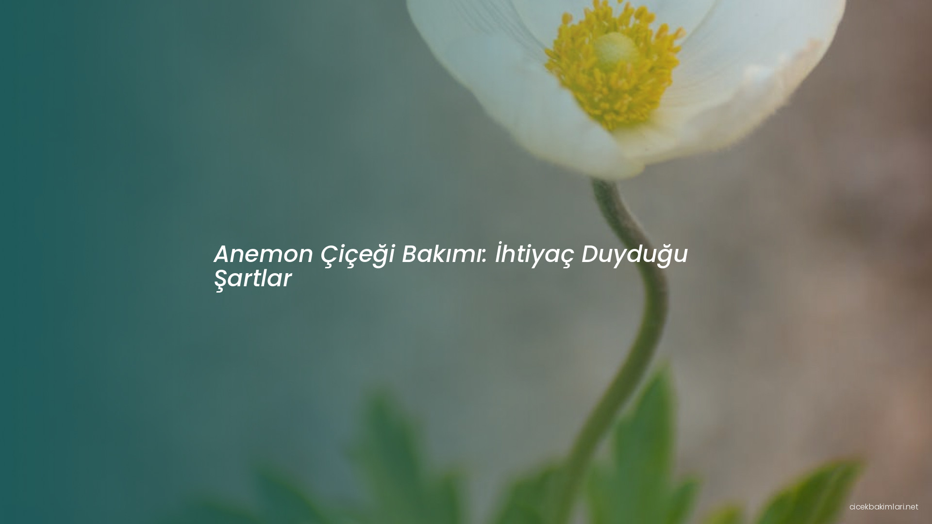 Anemon Çiçeği Bakımı: İhtiyaç Duyduğu Şartlar