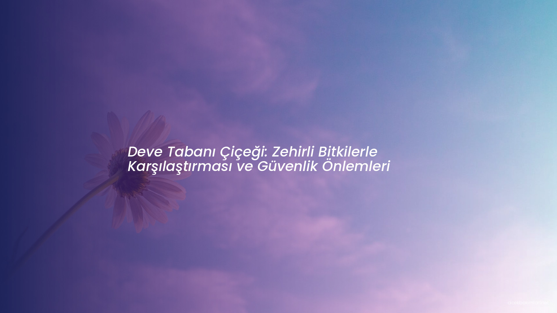 Deve Tabanı Çiçeği: Zehirli Bitkilerle Karşılaştırması ve Güvenlik Önlemleri