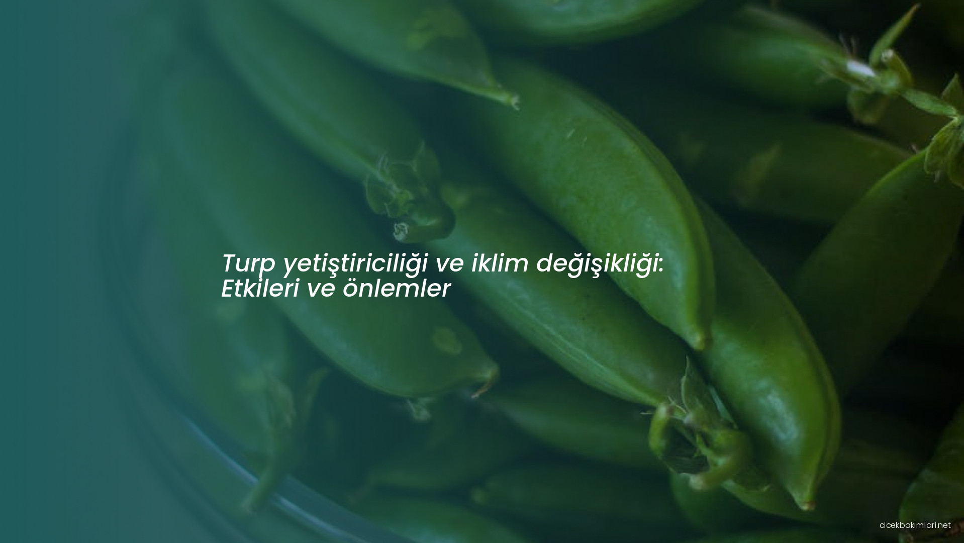 Turp yetiştiriciliği ve iklim değişikliği: Etkileri ve önlemler