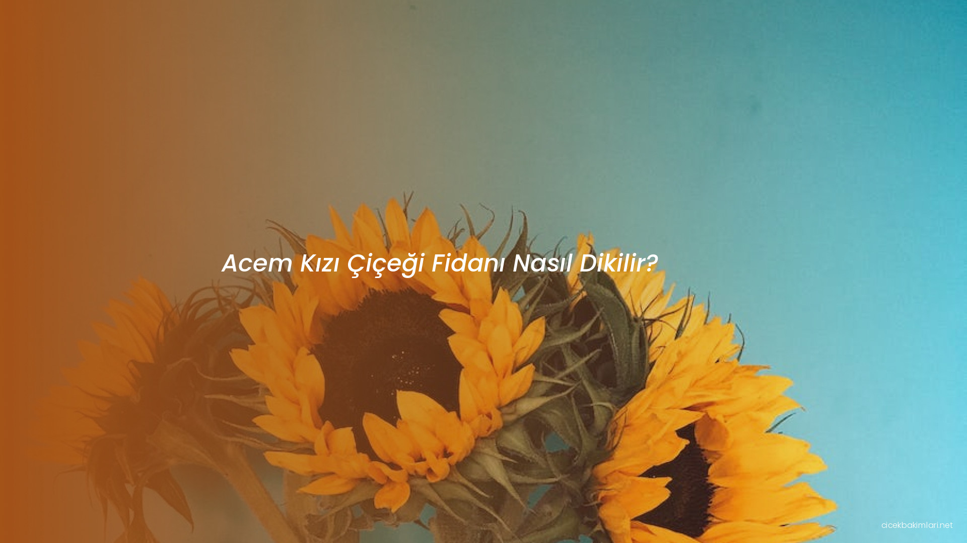 Acem Kızı Çiçeği Fidanı Nasıl Dikilir?