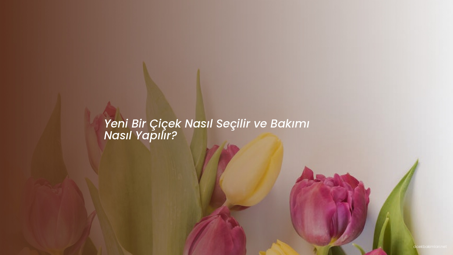 Yeni Bir Çiçek Nasıl Seçilir ve Bakımı Nasıl Yapılır?