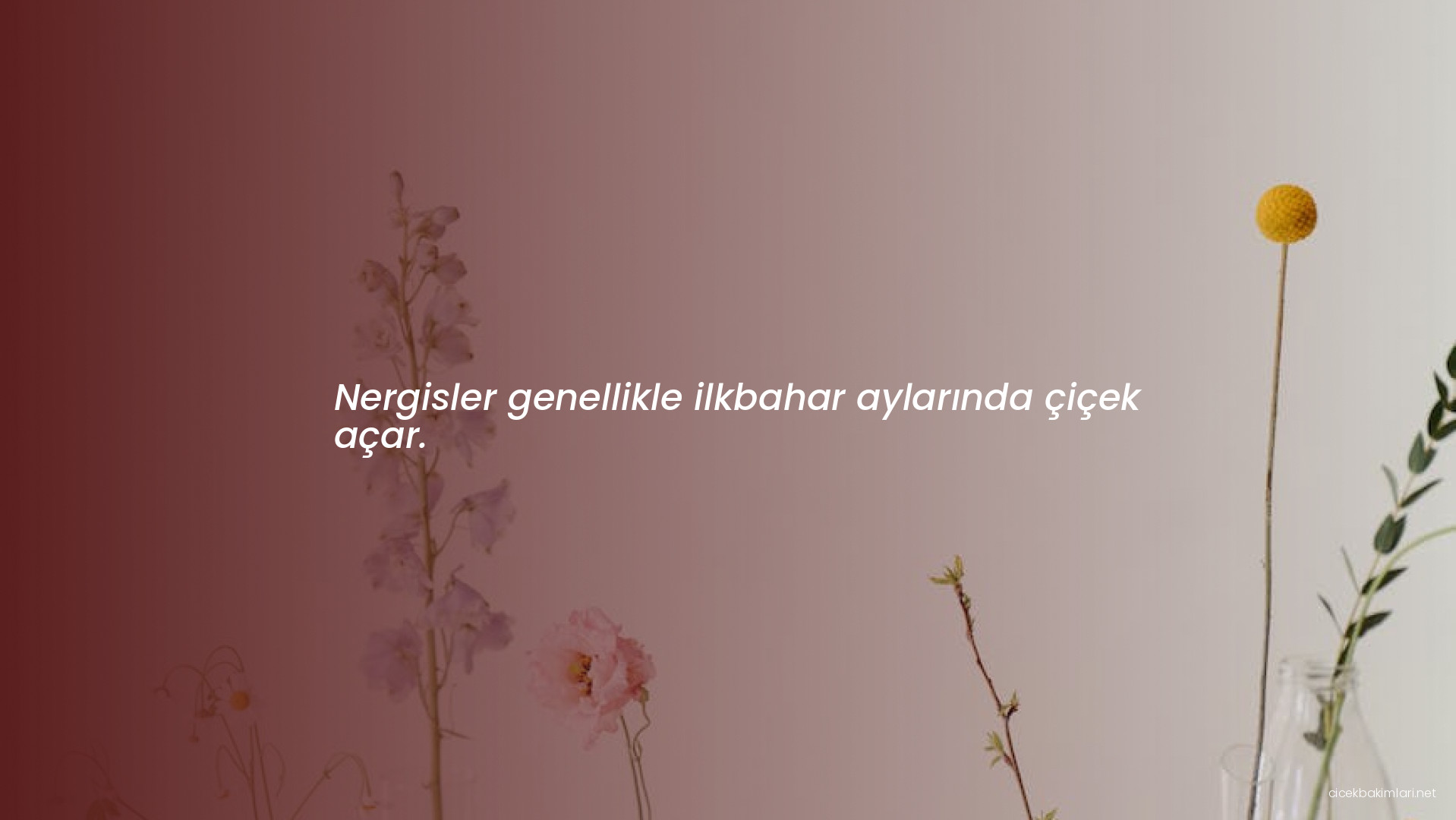 Nergisler genellikle ilkbahar aylarında çiçek açar.