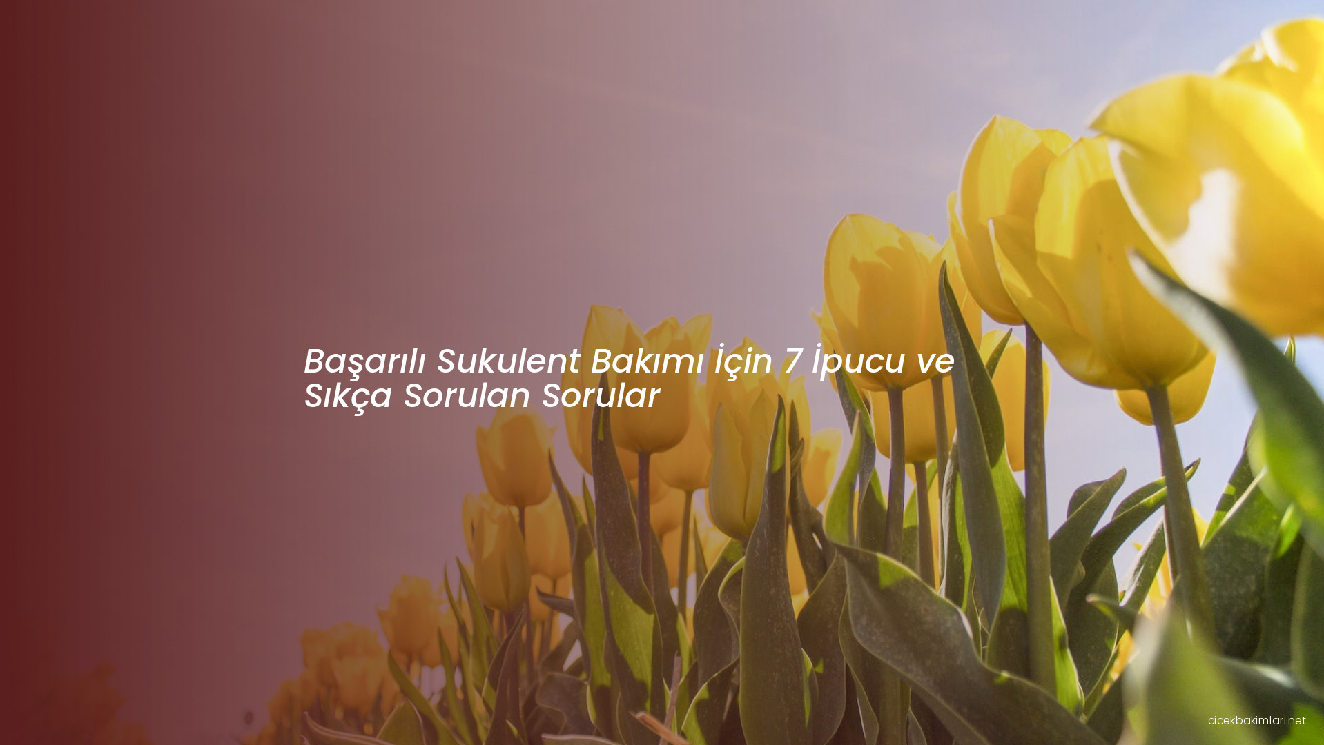 Başarılı Sukulent Bakımı İçin 7 İpucu ve Sıkça Sorulan Sorular