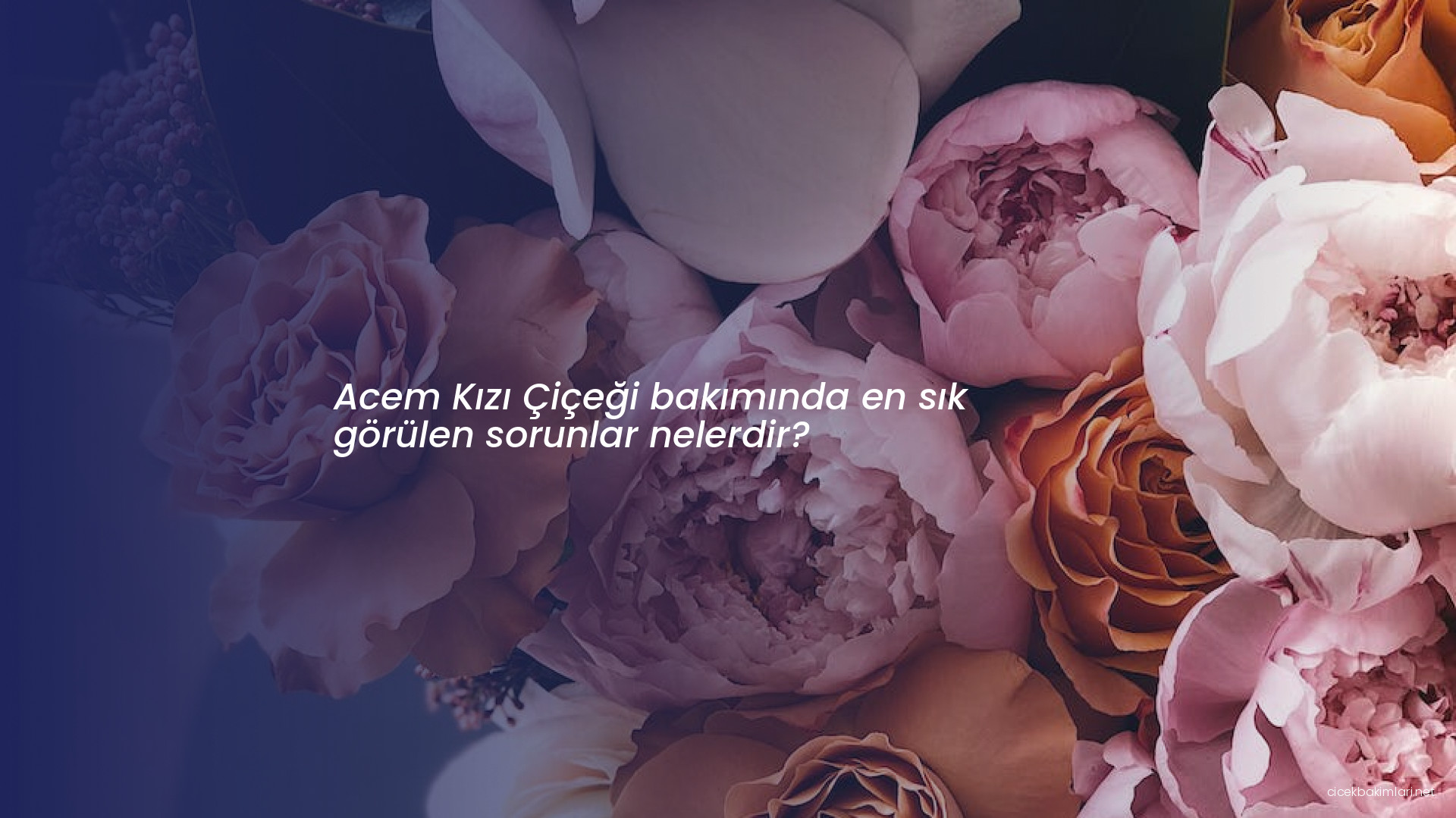 Acem Kızı Çiçeği bakımında en sık görülen sorunlar nelerdir?