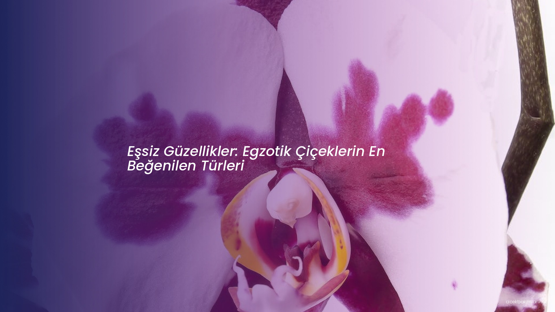 Eşsiz Güzellikler: Egzotik Çiçeklerin En Beğenilen Türleri
