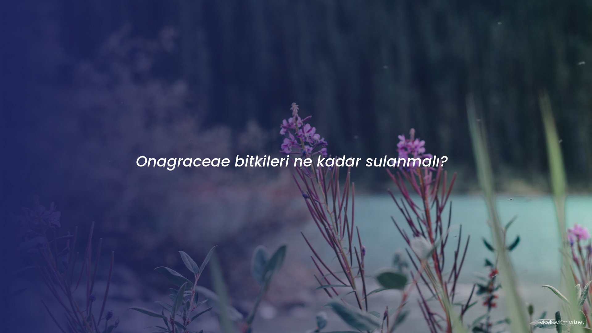Onagraceae bitkileri ne kadar sulanmalı?
