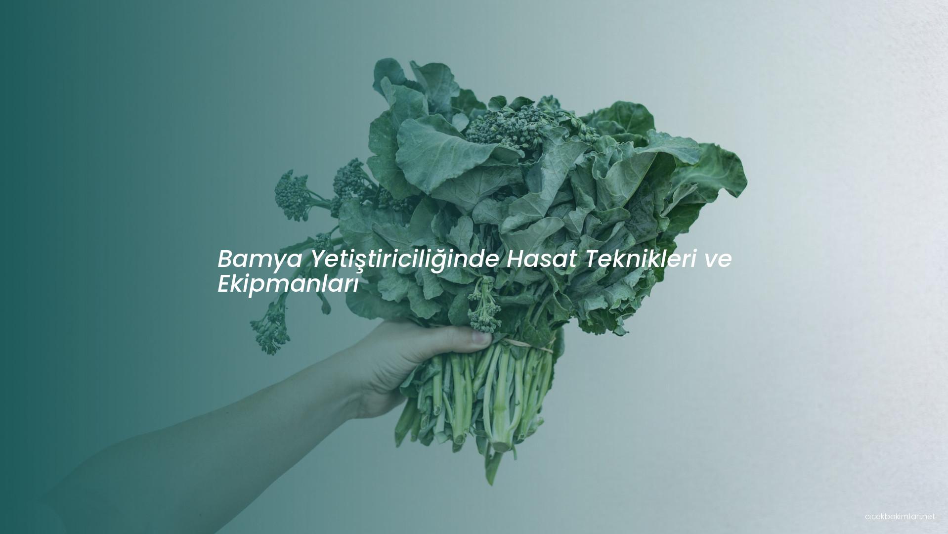 Bamya Yetiştiriciliğinde Hasat Teknikleri ve Ekipmanları