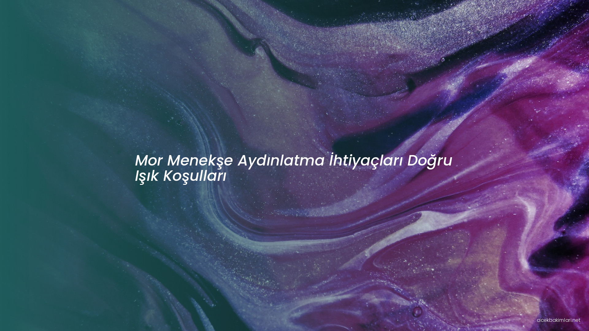 Mor Menekşe Aydınlatma İhtiyaçları Doğru Işık Koşulları