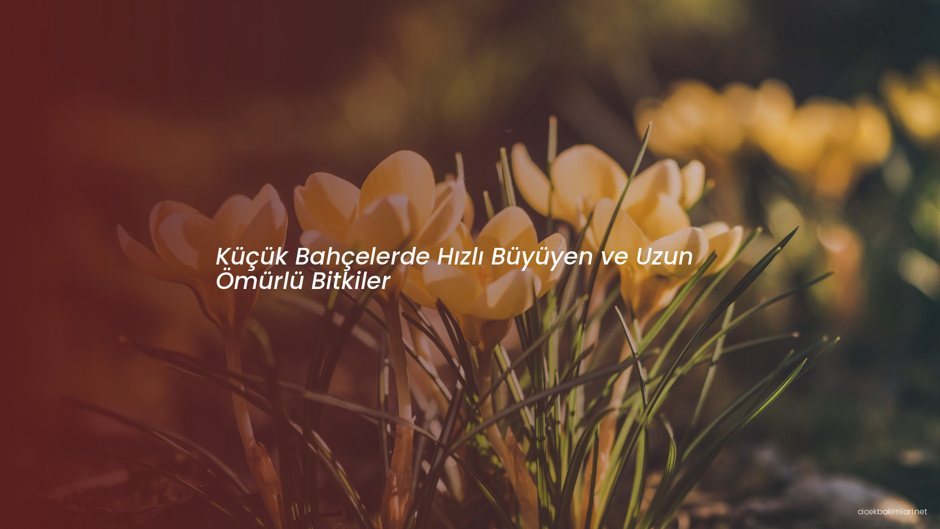Küçük Bahçelerde Hızlı Büyüyen ve Uzun Ömürlü Bitkiler