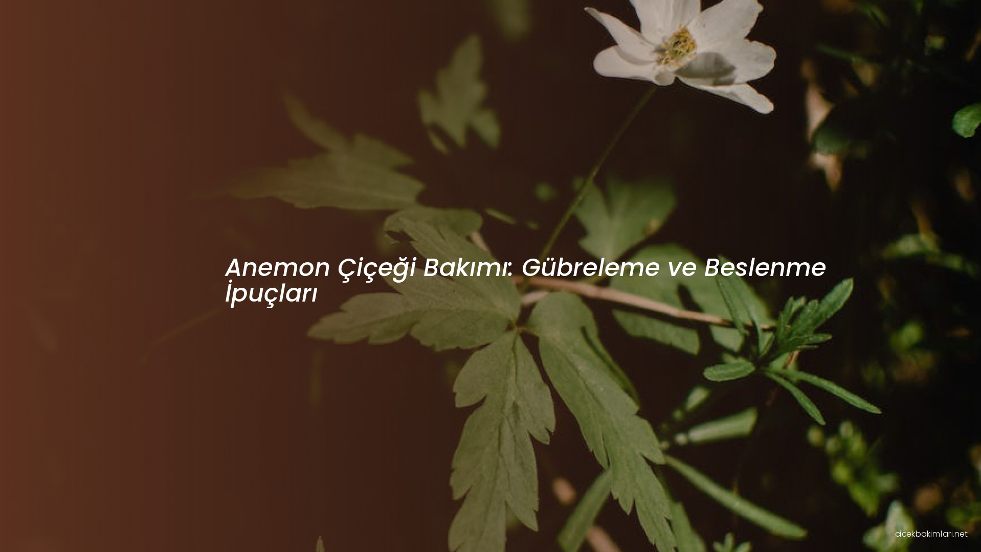 Anemon Çiçeği Bakımı: Gübreleme ve Beslenme İpuçları